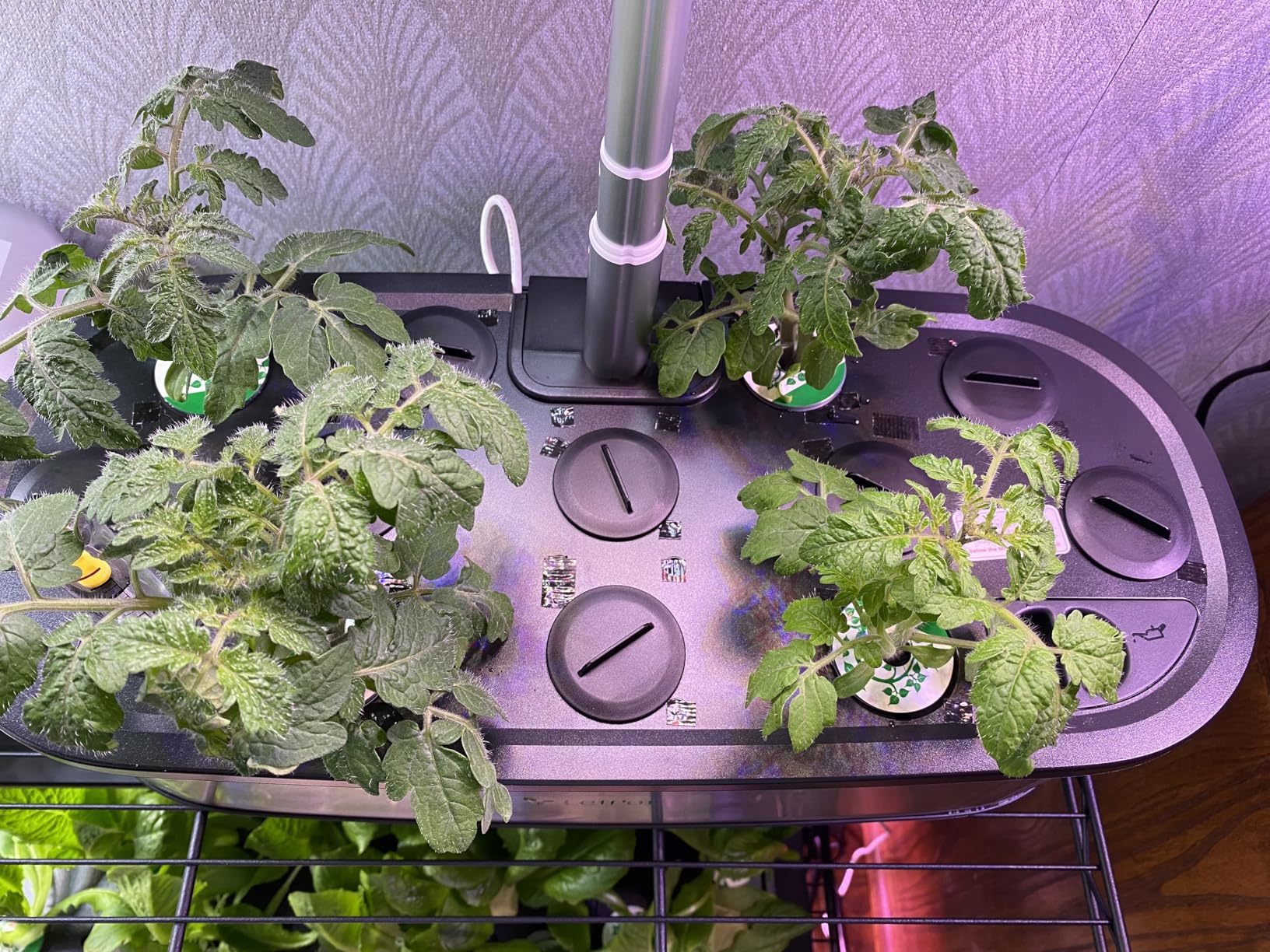 LetPot LPH-Max Hydroponics Growing System Kit, 21 Pods APP & WiFi Automatic Controlled Smart Indoor Garden with 36W LED Grow Light, Auto Drip Irrigation Kits, Self-Managed Nurturing & Watering customer photo 1