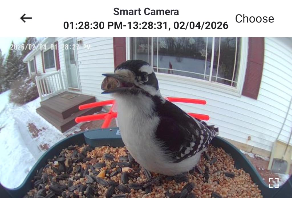 birdsnap PAV-Bird Feeder with Camera, 2K HD with 32GB Card, AI Identify Smart Bird House Cam Solar Panel, Live Stream, Motion Detection, Auto Record Video for Backyard Outdoors, Ideal Gift for Bird Lover customer photo 2