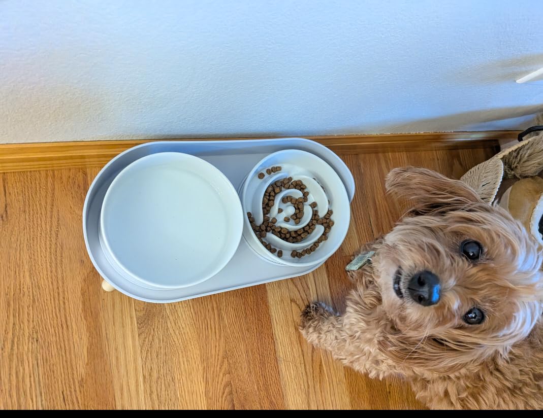 Elevated Slow Feeder Dog Bowls - Ceramic Food and Water Bowl Set with Stand - Raised Pet Dishes for Small and Medium Sized Dogs customer photo 1