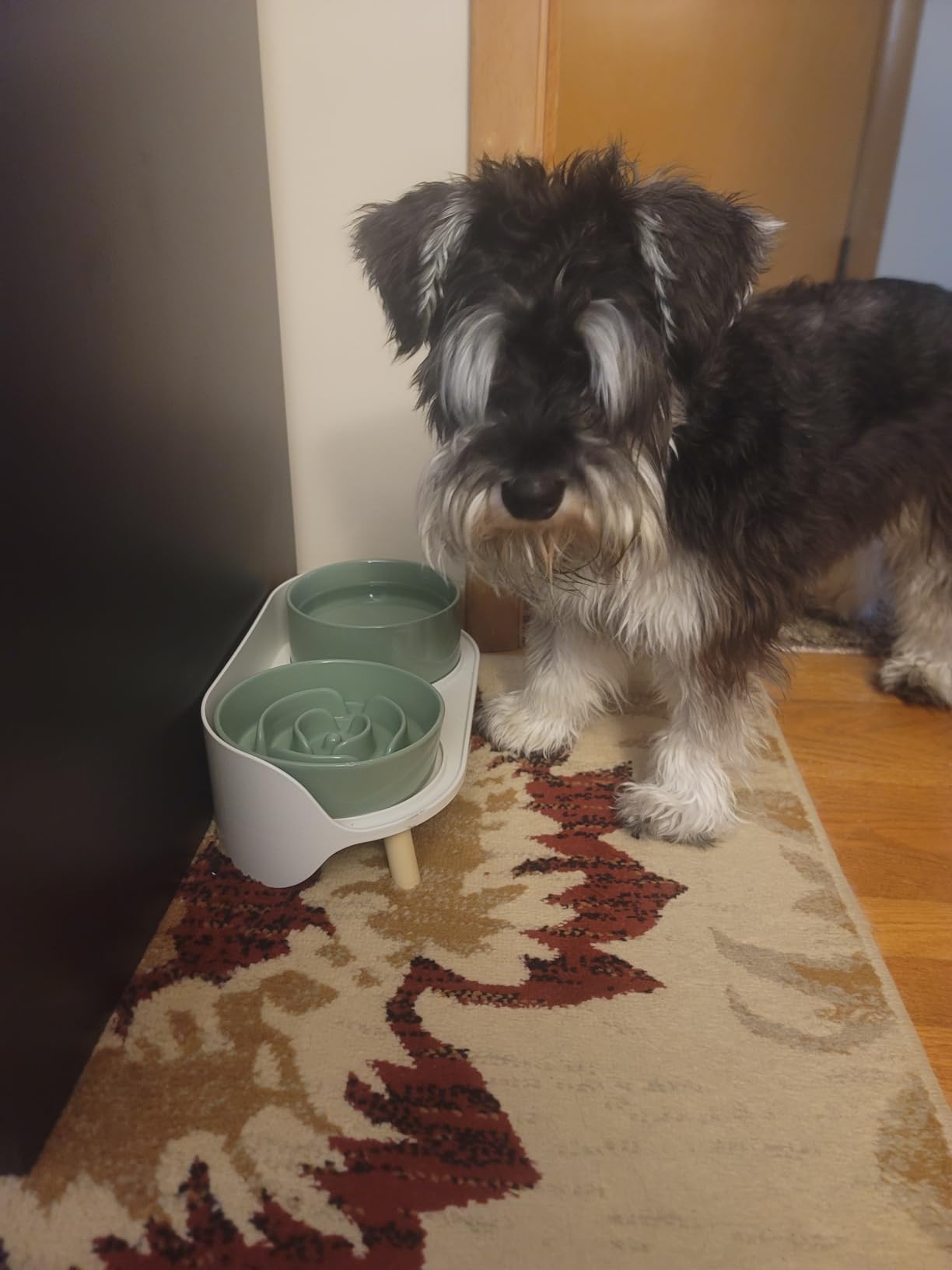 Elevated Slow Feeder Dog Bowls - Ceramic Food and Water Bowl Set with Stand - Raised Pet Dishes for Small and Medium Sized Dogs customer photo 2