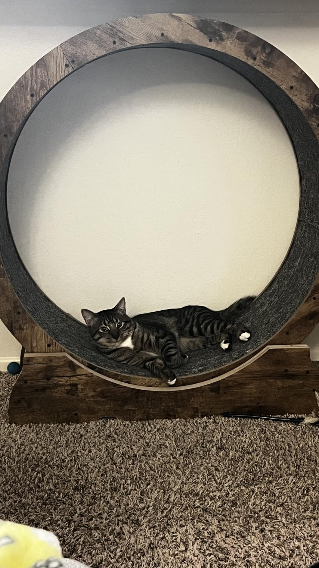 Cat Exercise Wheel for Indoor Cats - Large Running Wheel for Small Animals With Locking Mechanism (35.4