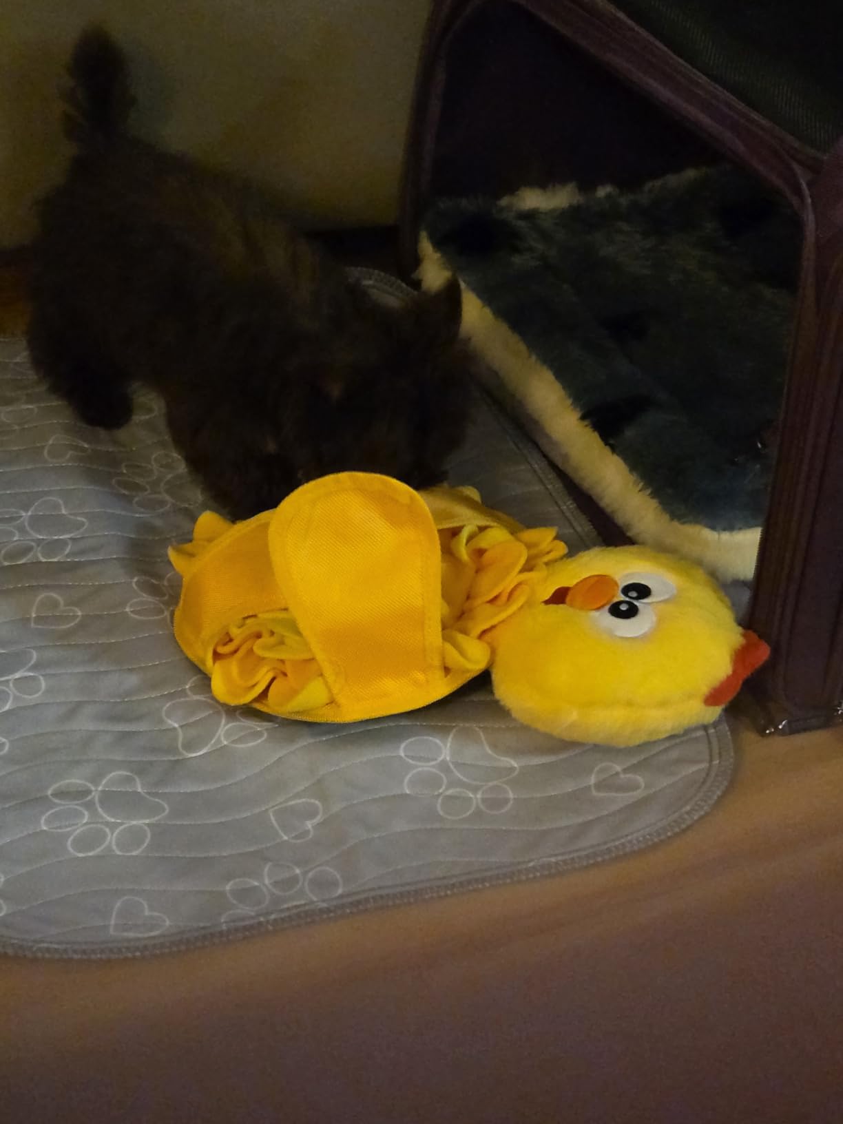 Outward Hound by Nina Ottosson Snuffle Palz Plush Snuffle Mat Dog Treat Puzzle, Non-Slip, Yellow, Chicken customer photo 2