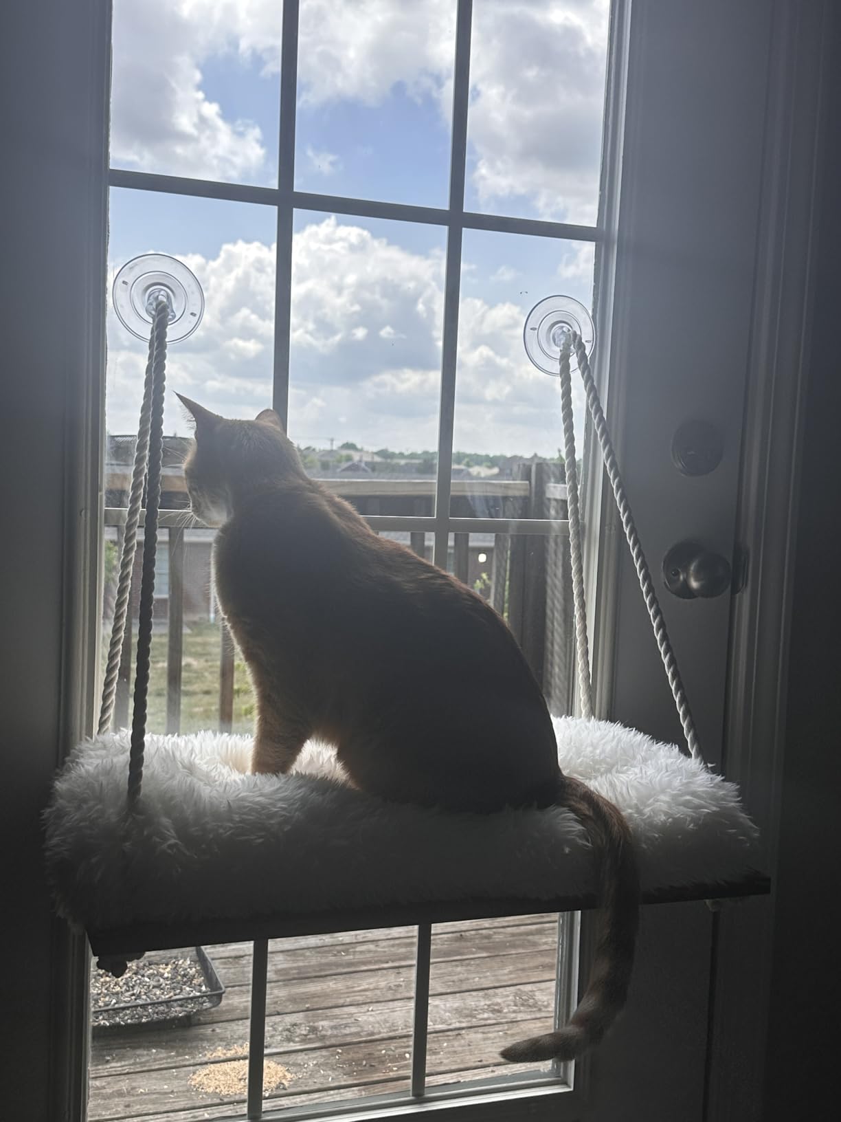 Cat Window Perch with Industrial-Grade Suction Cups - Solid Pine Wood Hammock Bed, Soft Cushion - 42 lb Capacity for Cats Inside customer photo 1