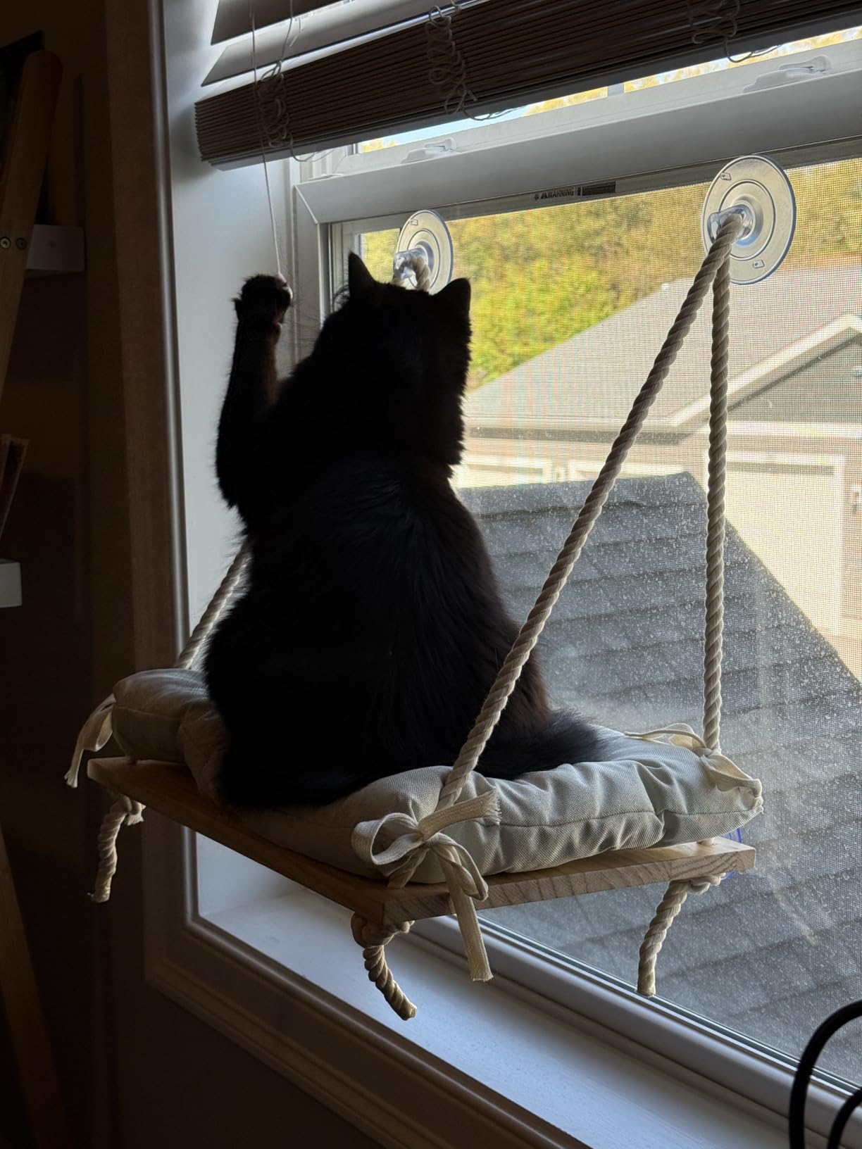 Cat Window Perch with Industrial-Grade Suction Cups - Solid Pine Wood Hammock Bed, Soft Cushion - 42 lb Capacity for Cats Inside customer photo 2