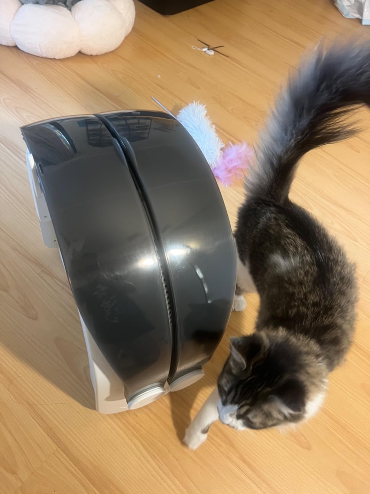 iPettie Automatic Hair Dryer Box for Cats and Small Dogs, Foldable and Large Capacity, 8 High-Velocity Fans, 360 Degree Airflow, Temperature Control, 4-Speed Settings and Timer, 16 Gallons customer photo 2