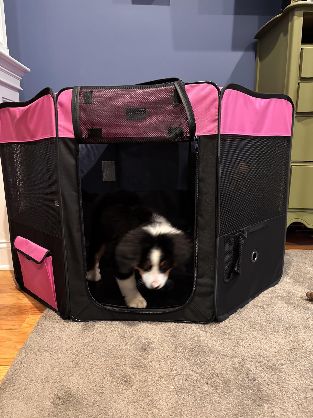 PETSFIT 45.5