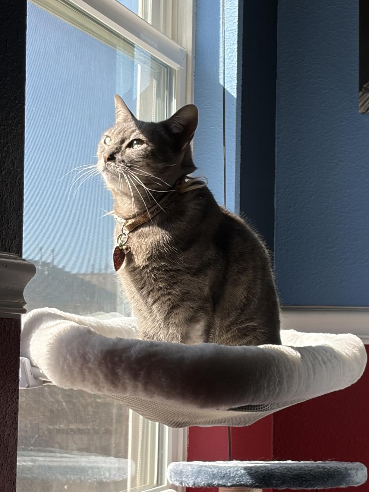 Cat Window Perch, Cordless Cat Hammock, Foldable Cats Window Bed for Large Cats with 4 Strong Suction Cups, Solid Metal Frame and Removable Cushion Bed Cover customer photo 2