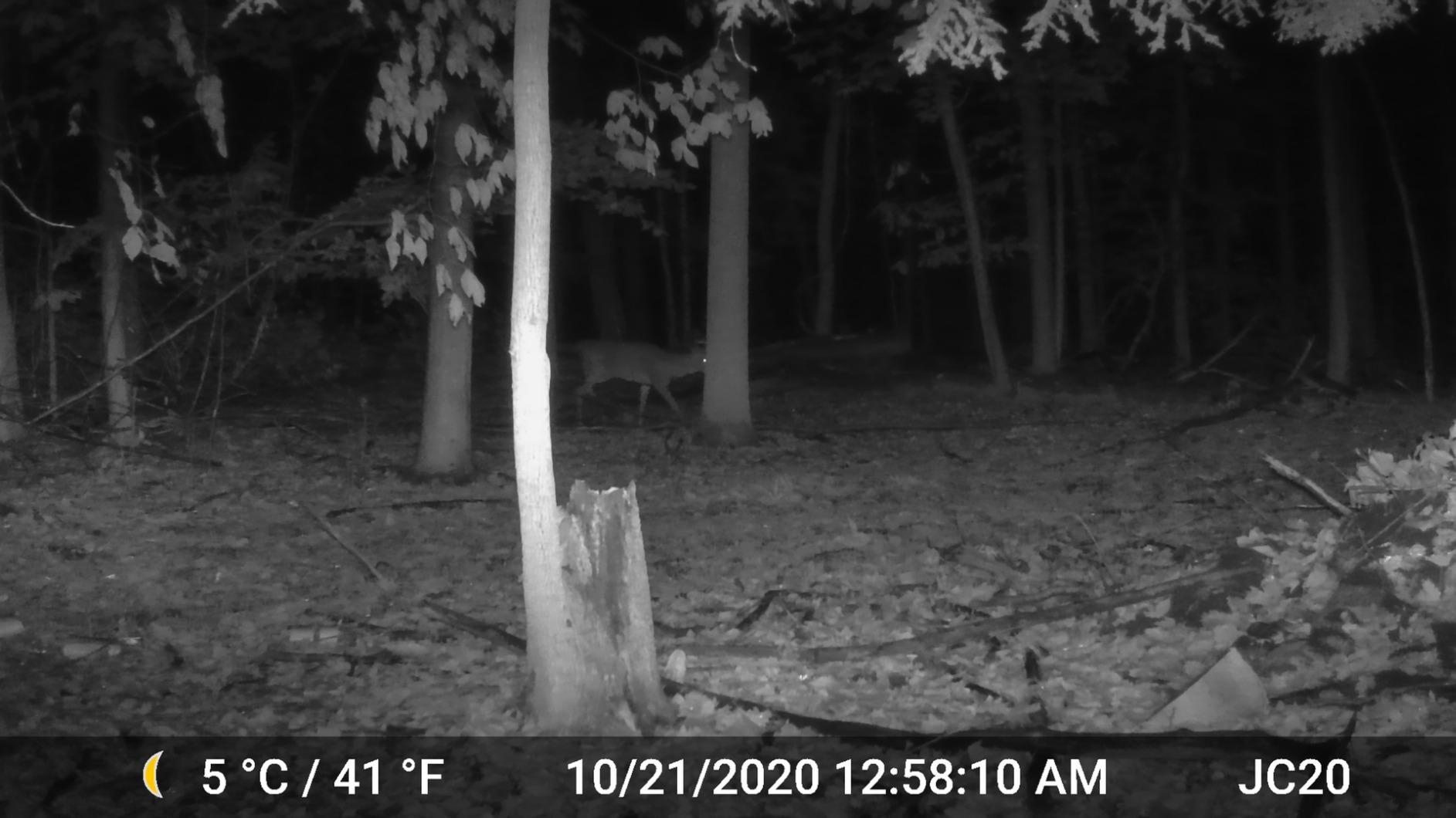 GardePro A3S 2-Pack Trail Camera, 64MP Photo & 1296P HD Video, 0.1s Trigger, 100ft No-Glow Night Vision customer photo 2