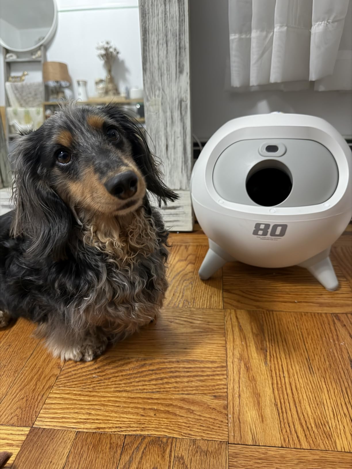 uahpet Automatic Ball Launcher for Dogs with Obstacle Detection, 20ft-80ft Adjustable Distances Ball Thrower Launcher for Medium & Large Dogs, with 4 Balls (2.5 inches) customer photo 2