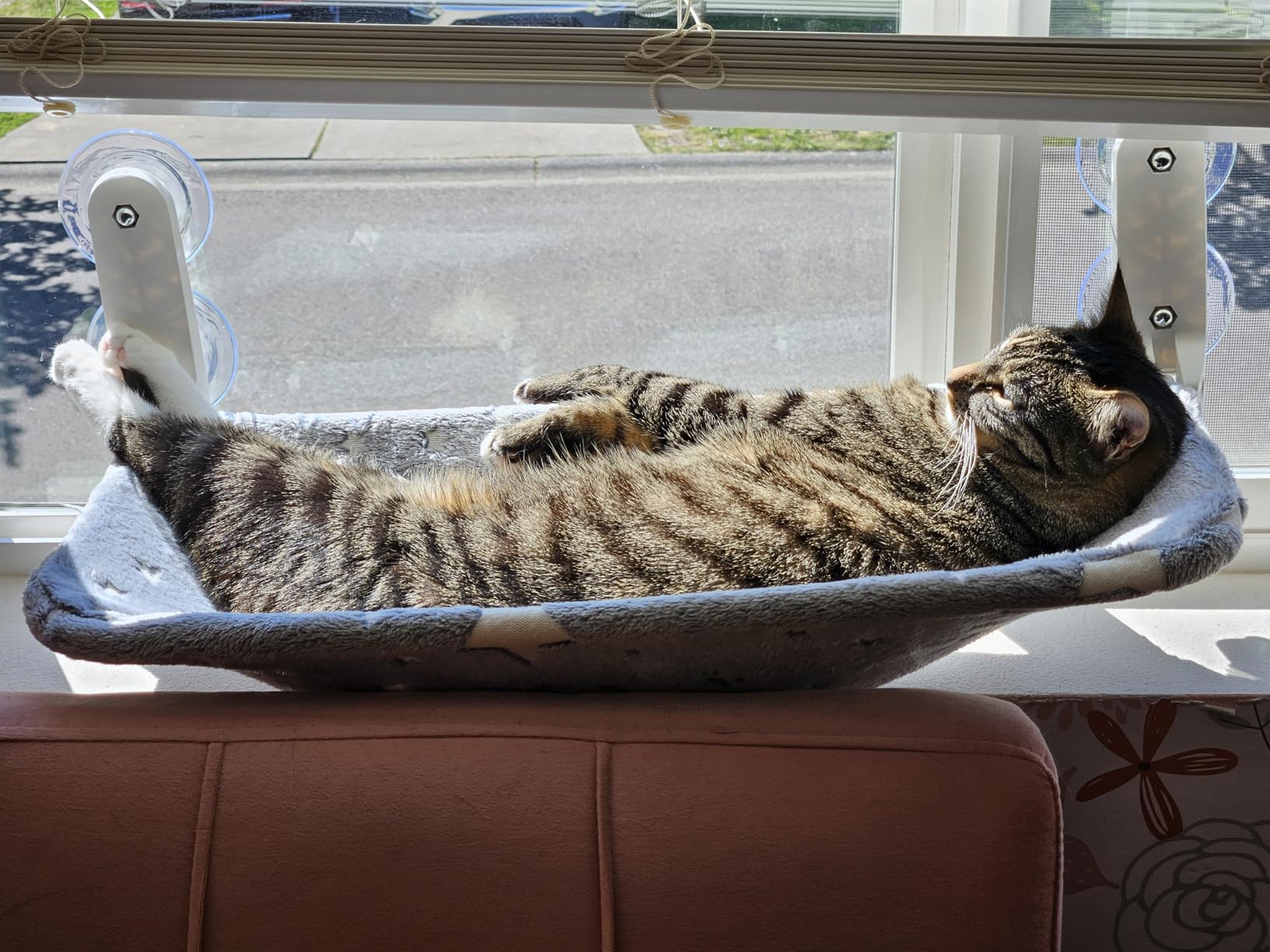Zoratoo Cat Window Perch, Glow in The Dark Cordless Foldable Pet Hammock Bed for Window with Sturdy Metal Frame, Glowing Stars Pattern Resting Seat for Indoor Cats (Stars - M) customer photo 1
