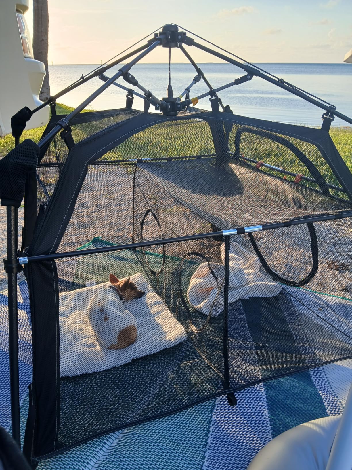 Extra Large Catio Outdoor Cat Enclosure Rywell 2-Tier Cat Tent for Patio, Balcony, Indoor & Camping, Foldable Outdoor Cat Playpen with Windows, Weatherproof Sunproof (Carry Bag Included) customer photo 1