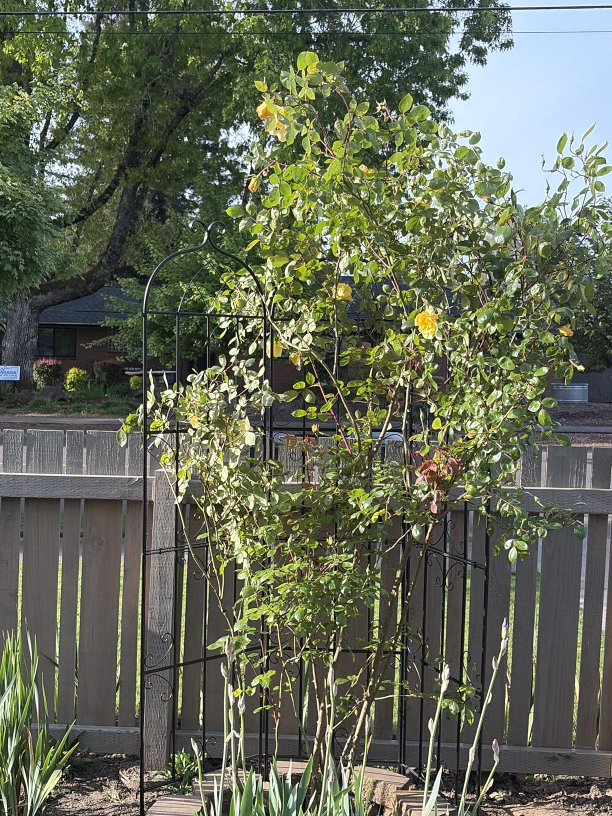 VEVOR Garden Trellis for Climbing Plants, 87 x 20 in, 2 Packs Rustproof Metal Garden Flower Trellis, Outdoor Climbing Rose Trellis Cucumbers Support, Decorative Clematis Trellis for Courtyards Lawns customer photo 2