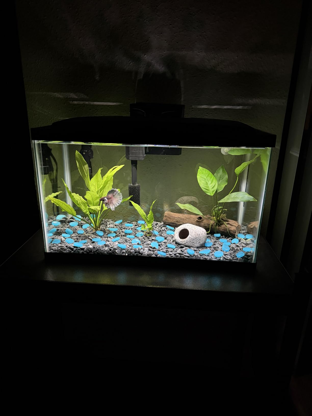 Aqueon Aquarium Starter Kit with SmartClean Filtration and LED Lighting, Freshwater and Saltwater Fish, 20-Gallon customer photo 1