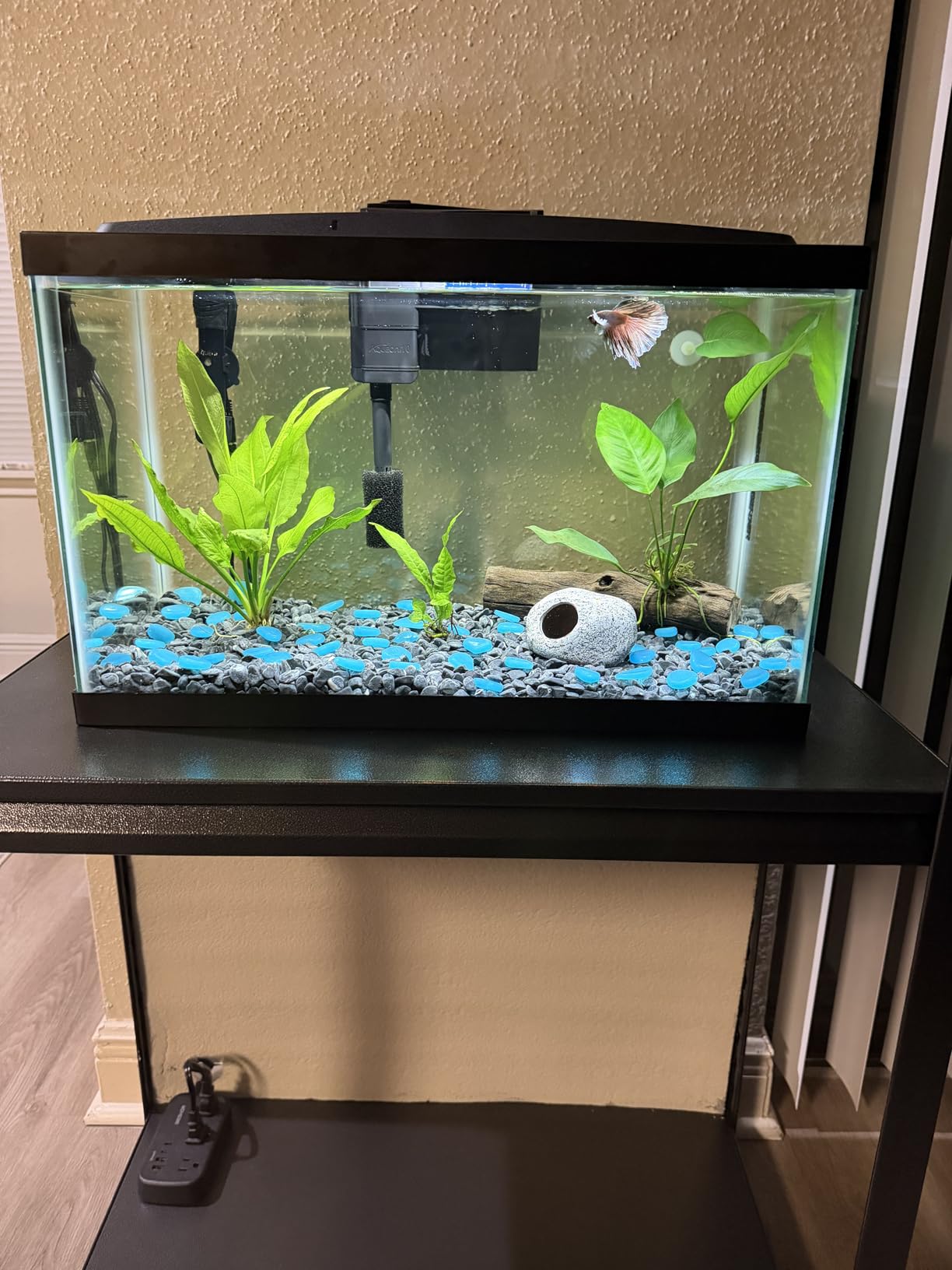 Aqueon Aquarium Starter Kit with SmartClean Filtration and LED Lighting, Freshwater and Saltwater Fish, 20-Gallon customer photo 2