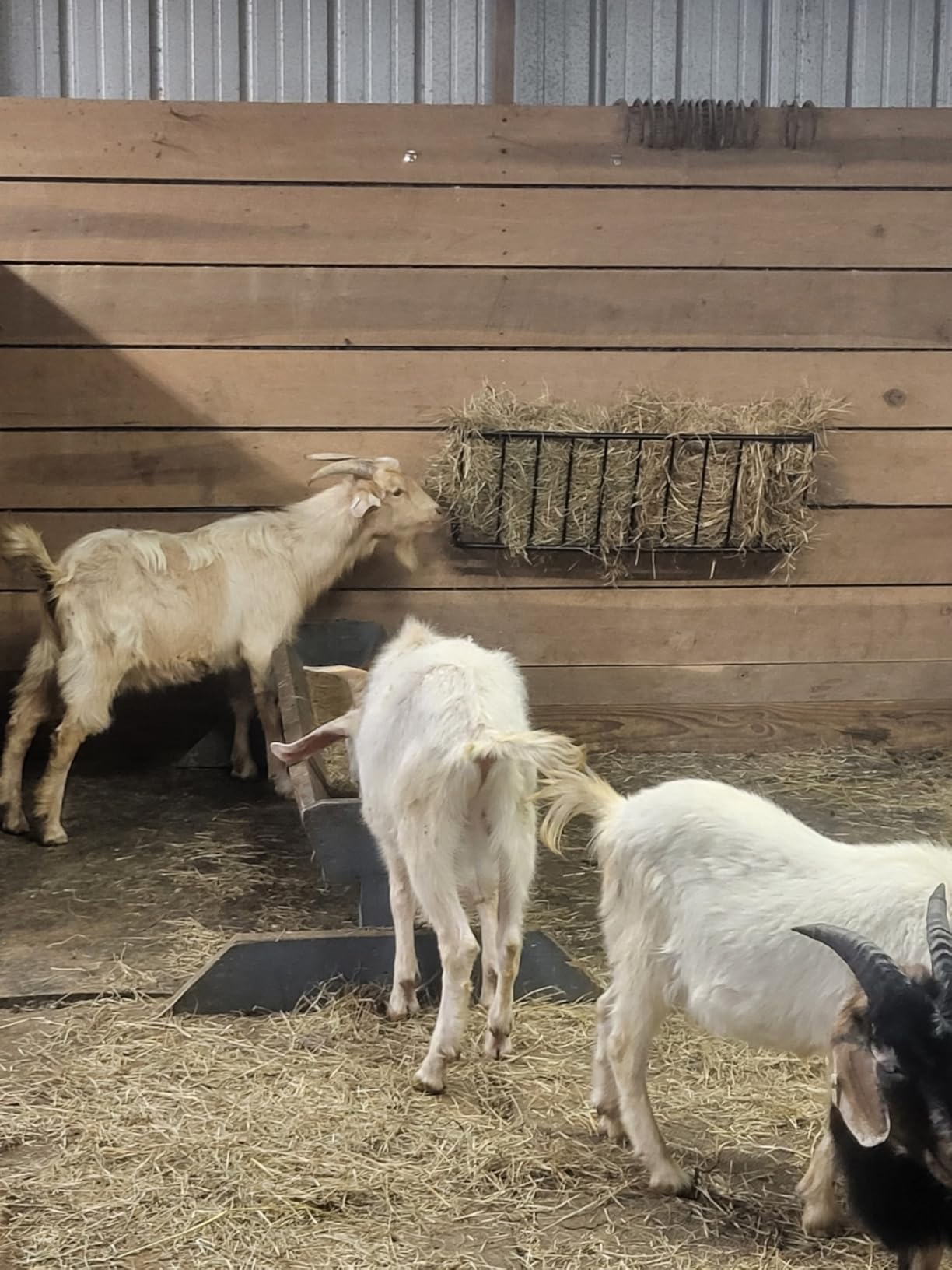 Hay Feeder for Horses,35.5'' Long Hay Rack with 20 Gallon Large Capacity,Heavy Duty Steel Wall Mounted Hay Feeder Rack for Horses,Goats,Sheep in Stable and Farm customer photo 1