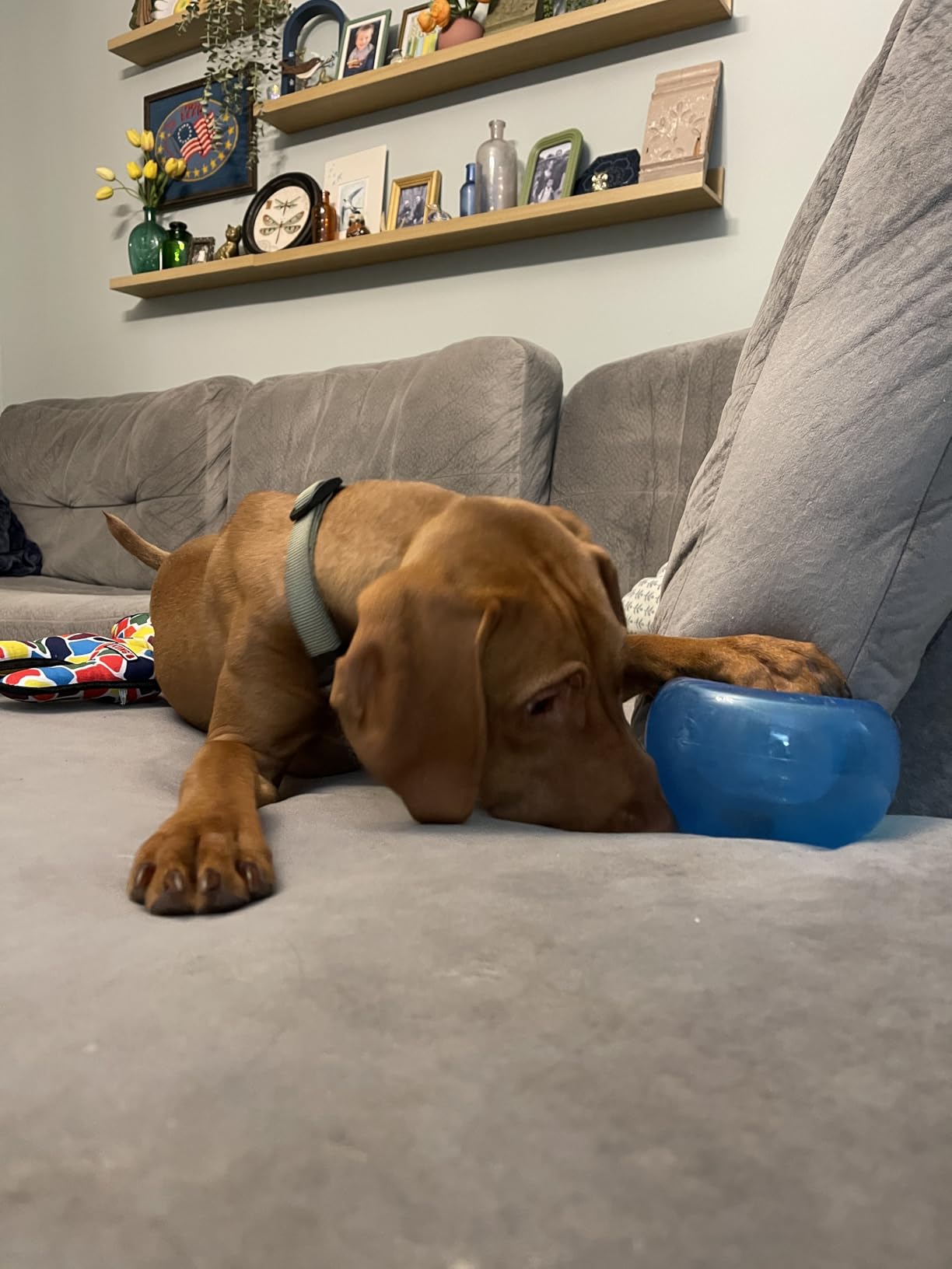 Outward Hound by Nina Ottosson Lick N' Flip Level 1 Dog Puzzle Toy, Lick Mat & Slow Feeder - Non-Slip Base Beginner Enrichment for Small & Medium Dogs, Holds 1 Cup Wet or Dry Food, 7.4
