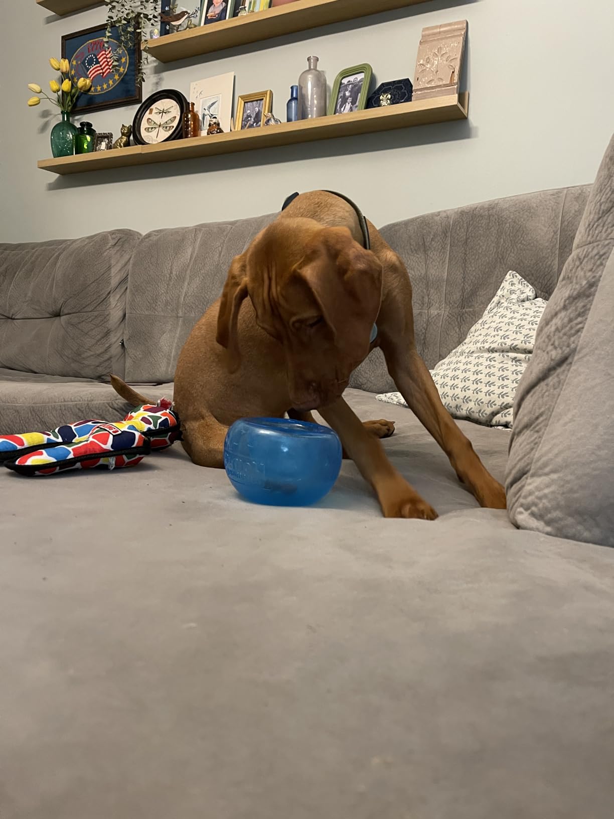 Outward Hound by Nina Ottosson Lick N' Flip Level 1 Dog Puzzle Toy, Lick Mat & Slow Feeder - Non-Slip Base Beginner Enrichment for Small & Medium Dogs, Holds 1 Cup Wet or Dry Food, 7.4