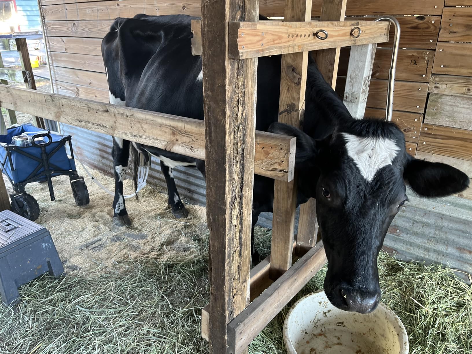 Upgrade 2-in-1 Goats and Cows Milking Machine, 3.7Gal/14L Food-Grade Stainless Steel Bucket with 5200mAh Built-in Rechargeable Battery, 4 Teat Cups, Cordless Pulsation Vaccum Electric Milking Machine customer photo 1