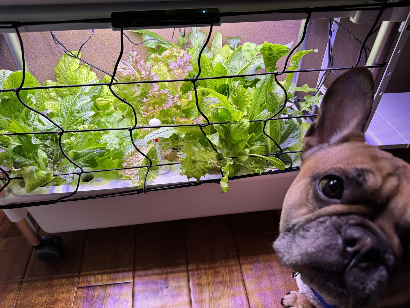 Indoor Hydroponic Growing System with 81 Pods Herbs Garden Kit with 30W Led Grow Light Large Movable 3-Layer Floor-Standing Hydroponic Gardening System for Vegetable Fruit customer photo 1