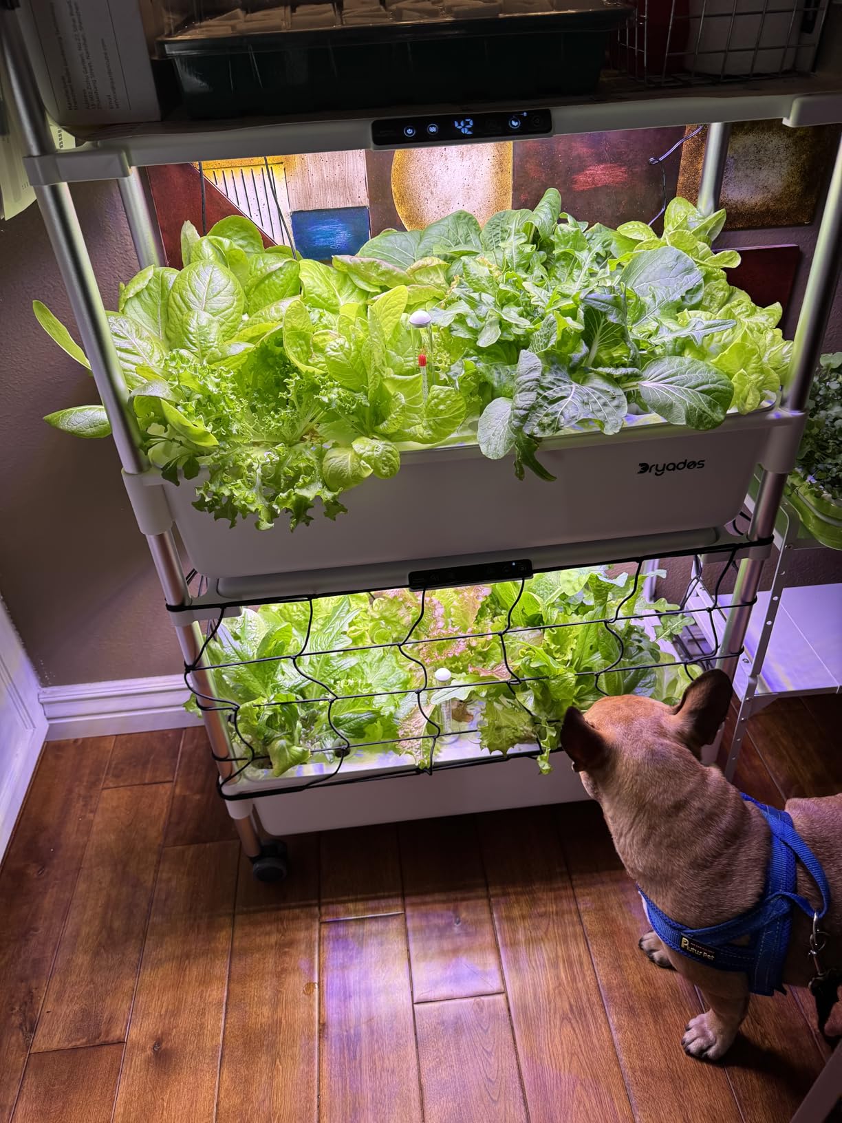 Indoor Hydroponic Growing System with 81 Pods Herbs Garden Kit with 30W Led Grow Light Large Movable 3-Layer Floor-Standing Hydroponic Gardening System for Vegetable Fruit customer photo 2