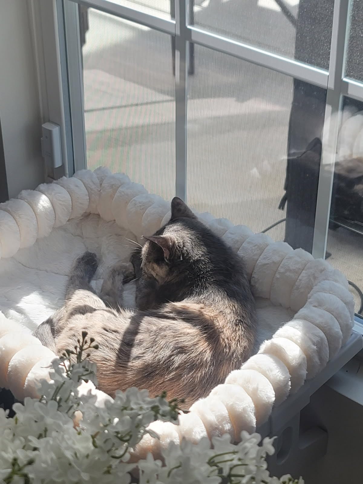 Zoratoo Cloud-Cuddle Cat Window Perch with 4-Sided Bolster, Zipper Design Cushion Window Seat for Window Sill, Sturdy Metal Frame & Easy Assembly Pet Hammock Bed for Indoor Cats (Gray, Large) customer photo 1
