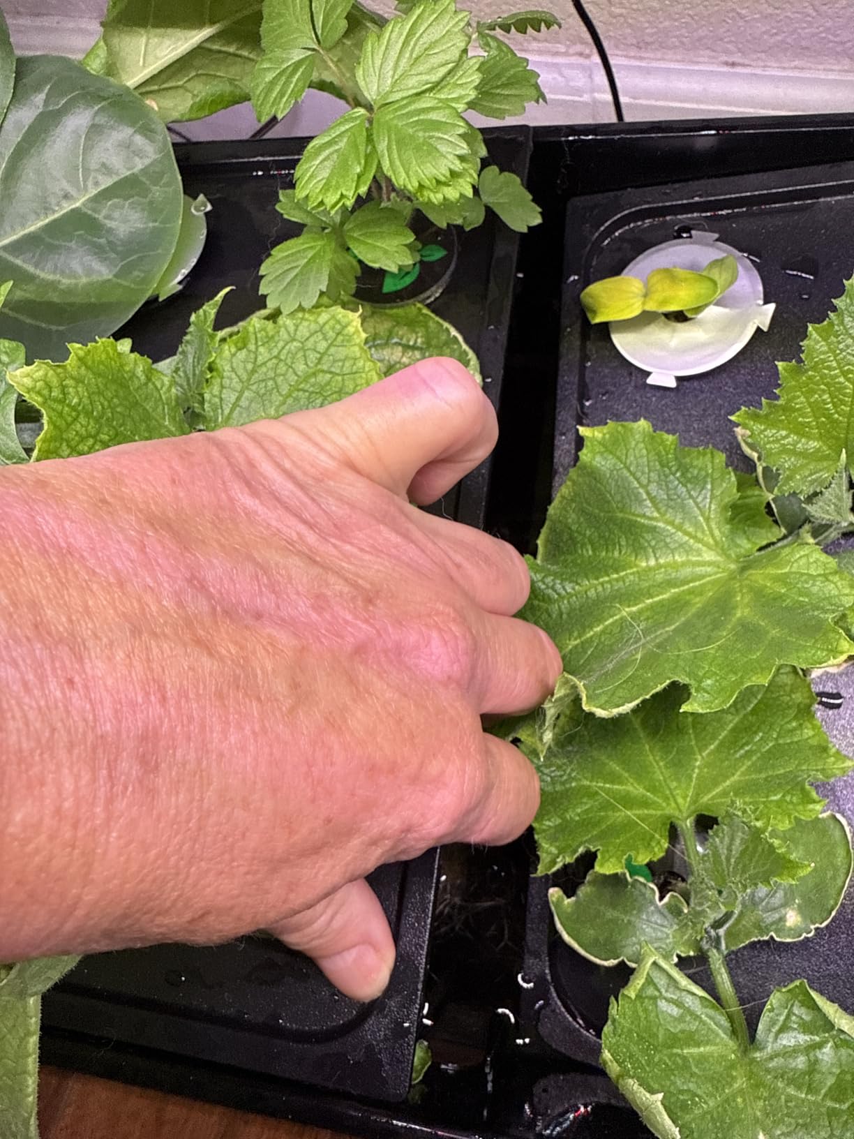 Large Hydroponics Growing System Kit, 48 Pods Vertical Hydroponic Garden, with 48 Large Buckets, 40L Indoor Garden System for Herb Vegetable Fruit, with 2 Light Modes, Auto Circulating Water System customer photo 1