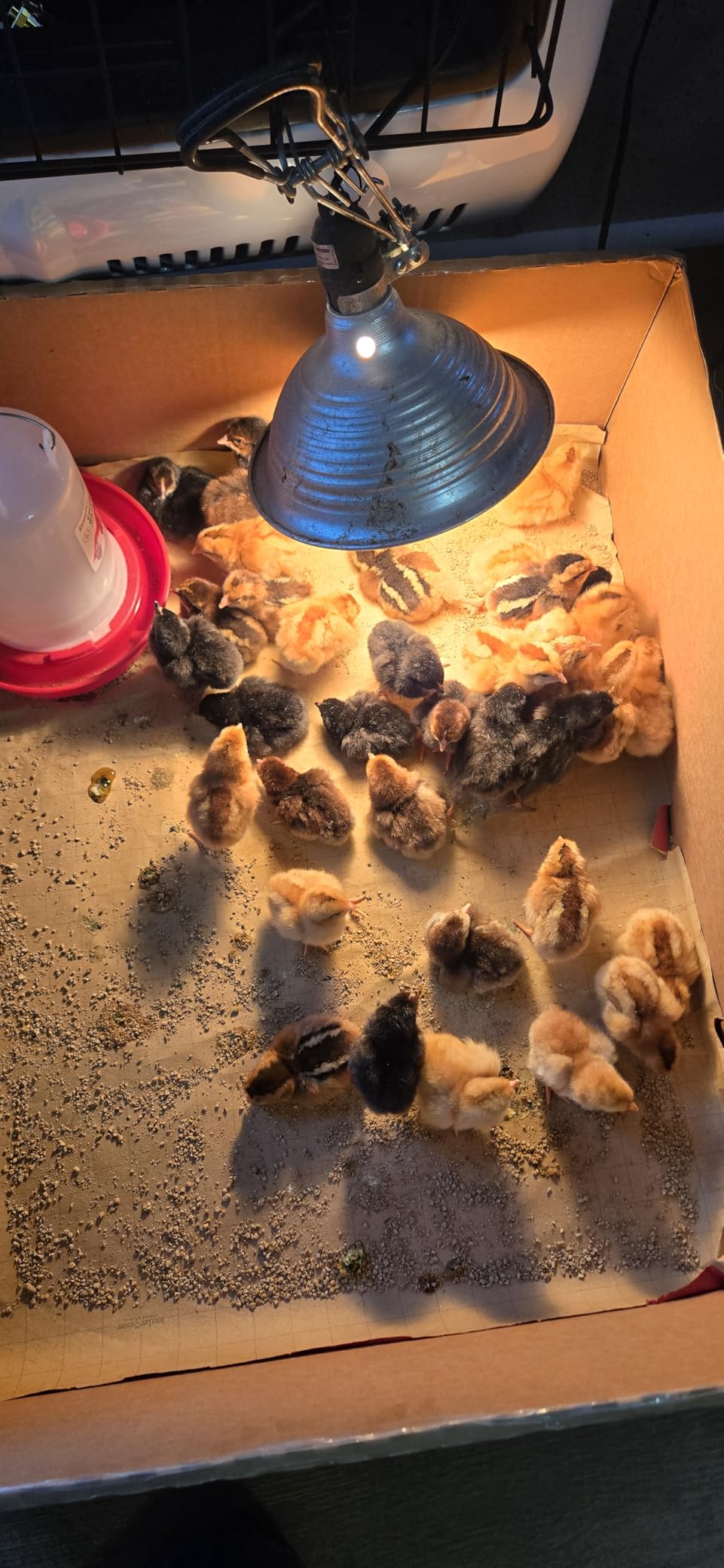 Incubator for Hatching Eggs, 56 Eggs Incubator with Automatic Egg Turning, Temperature & Humidity Control, LED Egg Candler, Incubation Days Display, for Chicken, Duck, Goose, Quail, Parrot Bird Eggs customer photo 1