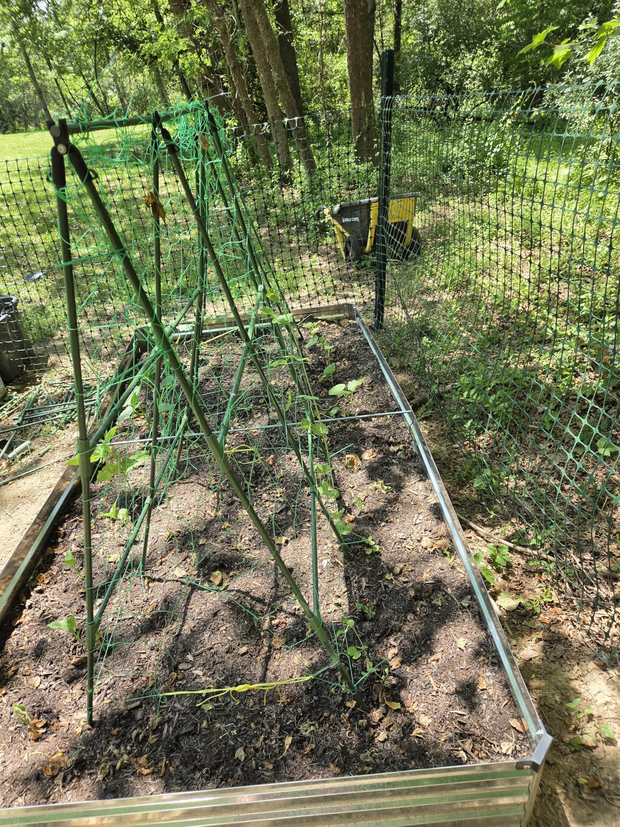 2 Pack Cucumber Trellis, 34 x 48 Inch Garden Trellis for Climbing Plants Outdoor, A-Frame Vegetable Trellis for Raised Bed, Support for Tomatoes, Squash, Zucchini, Vegetables and Flowers customer photo 1