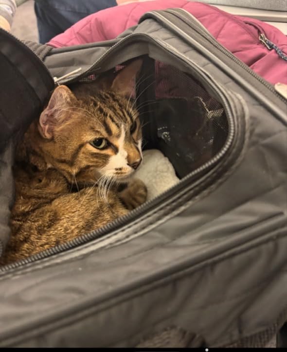 Sherpa Original Deluxe Travel Pet Carrier, Airline Approved - Black, Large customer photo 2