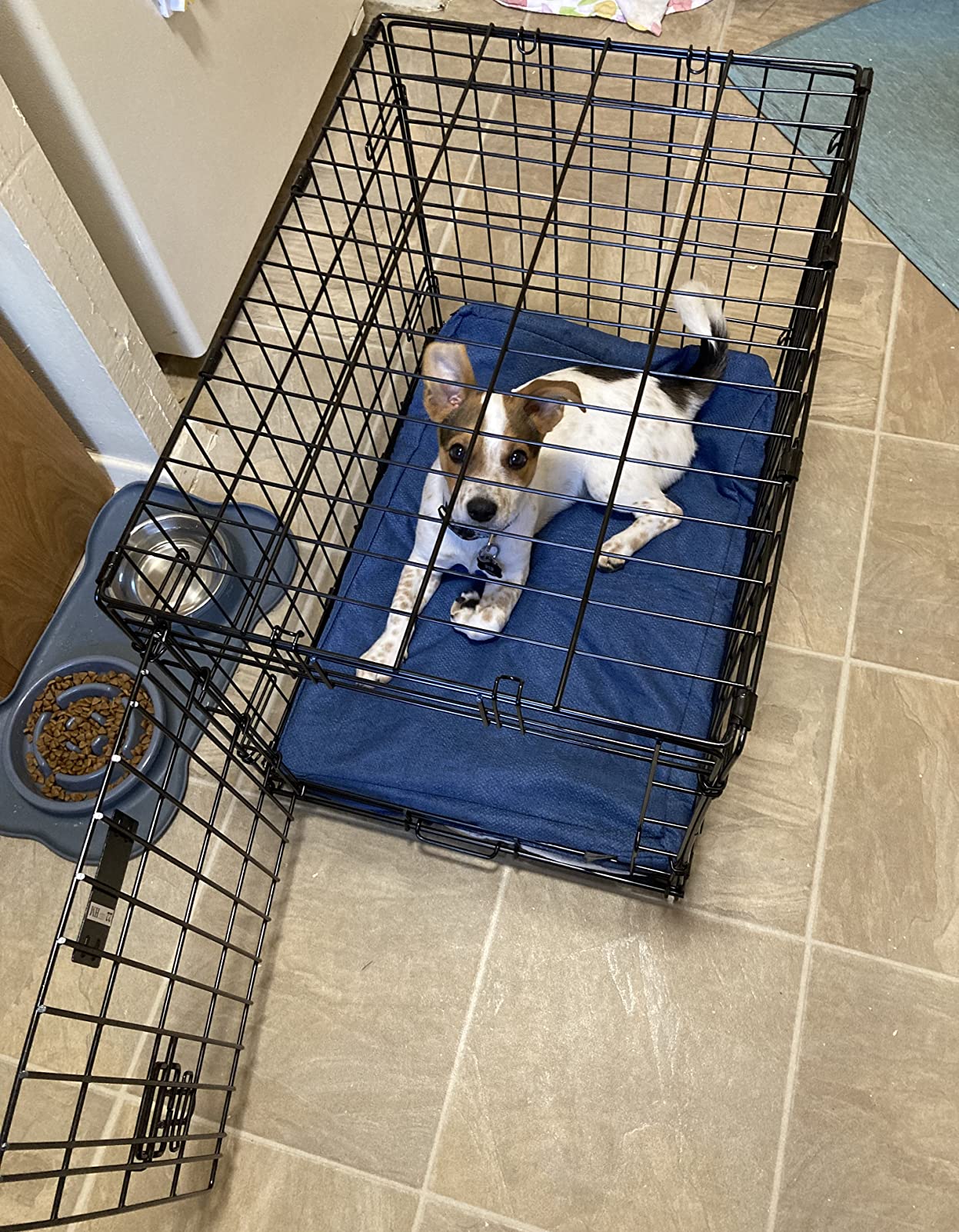 MidWest Homes for Pets Intermediate LifeStages Single Door 36-Inch Folding Dog Crate, Enhanced Security, Includes Leak-Proof Pan, Divider Panel, Handle, Rubber Feet customer photo 2