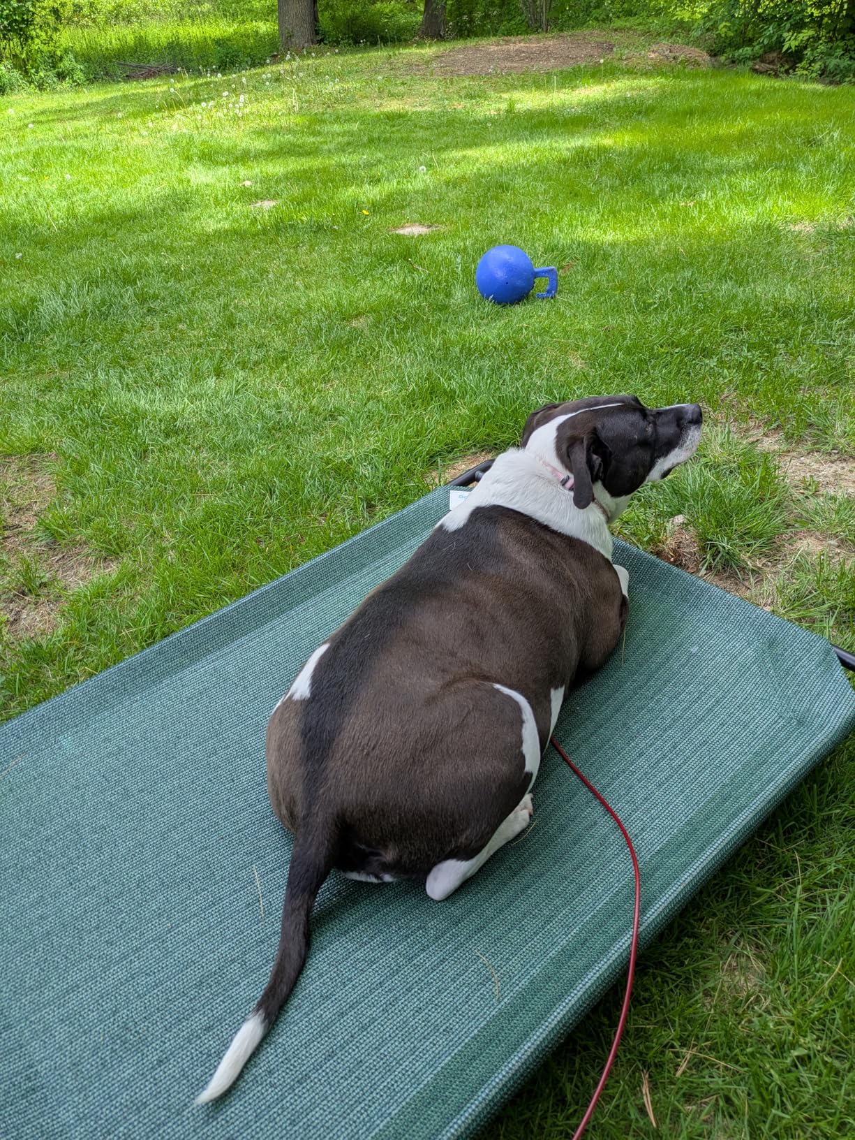 Coolaroo The Original Cooling Elevated Pet Bed, Medium, Brunswick Green customer photo 1