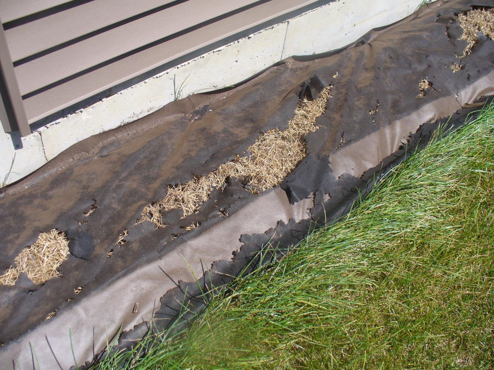 Dewitt 30 Year Professional Weed Control Fabric 3 oz, Brown, 3 x 100 Feet - Heavy-Duty Landscape Barrier and Ground Cover for Gardens, Raised Beds, Walkways, and Outdoor Landscaping customer photo 1