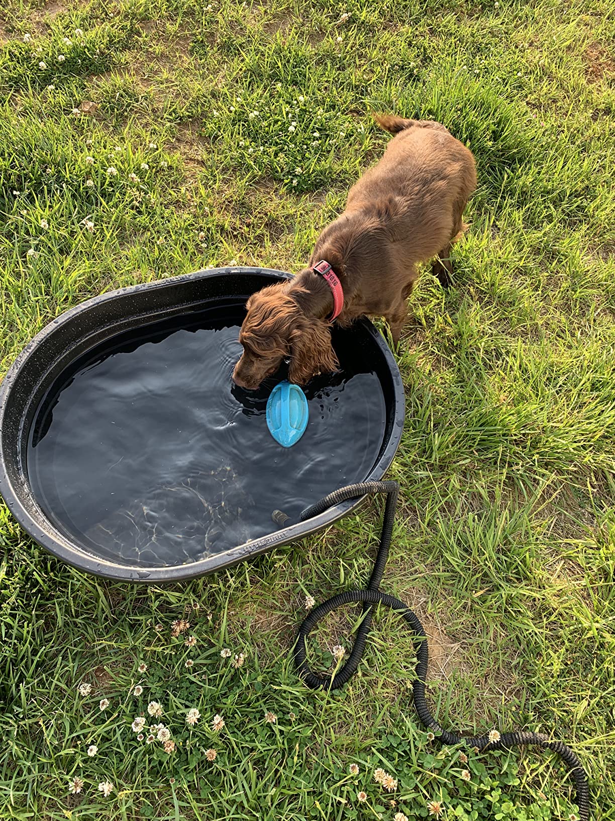 Little Giant Poly Oval Stock Tank | Water Trough | Plastic Pond Tub | Heavy Duty Feeding & Watering Trough for Livestock | 40 Gallons customer photo 1