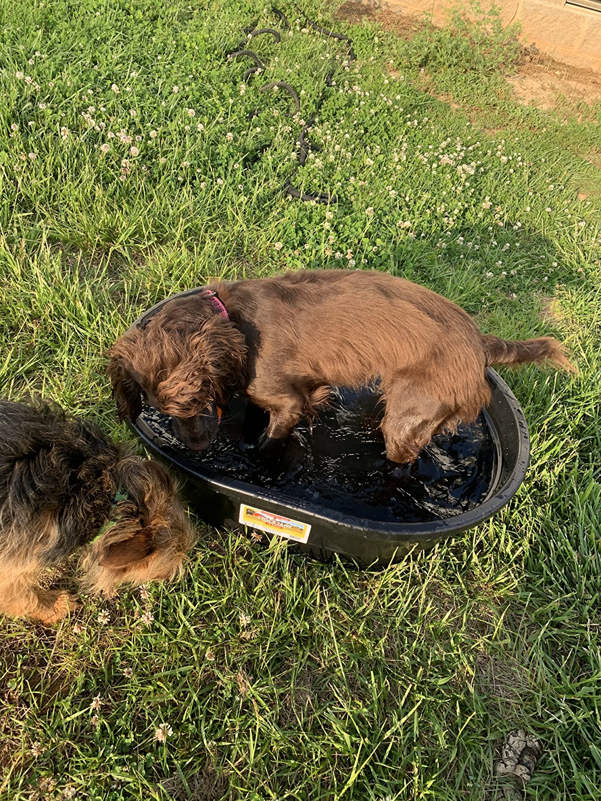 Little Giant Poly Oval Stock Tank | Water Trough | Plastic Pond Tub | Heavy Duty Feeding & Watering Trough for Livestock | 40 Gallons customer photo 2