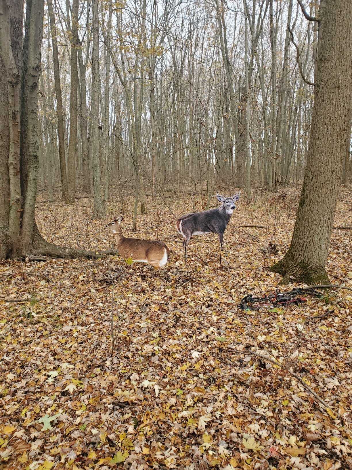 Montana Decoy Dream Team Buck and Doe customer photo 2