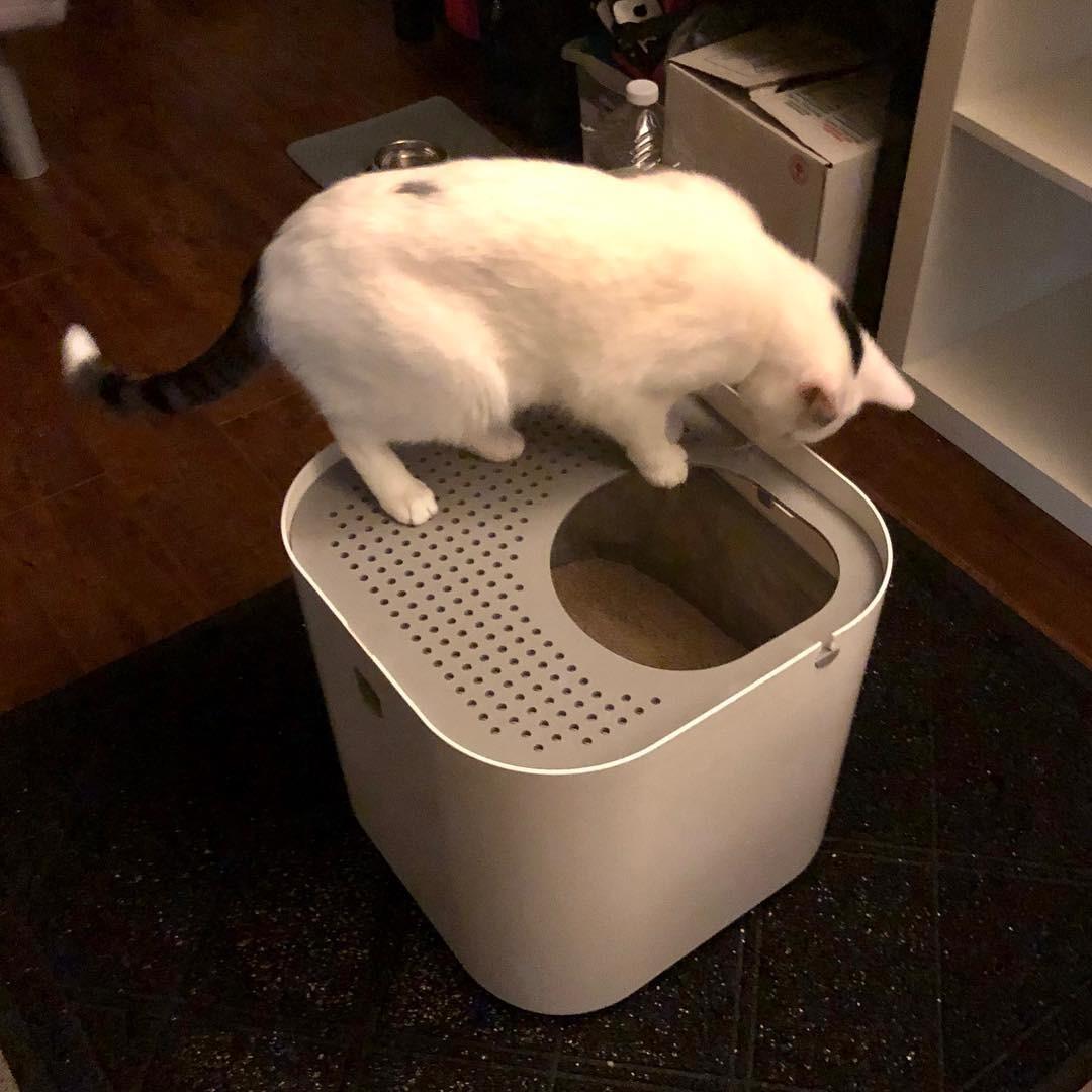 Modkat Top-Entry Litter Box - Covered Cat Litter Box with Swivel Lid - Full Height Seamless Base, Leak-Proof, Reduces Litter Tracking - Reusable Liner & Sifting Scoop Included (Black) customer photo 2