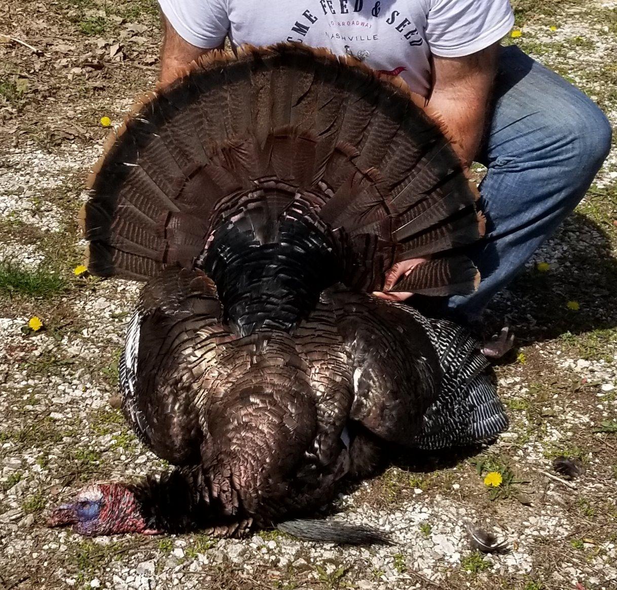 Avian-X LCD Strutter Durable Realistic Lifelike Collapsible Standing Hunting Folding Turkey Decoy with Carry Bag & Stake, AVX8004 customer photo 2