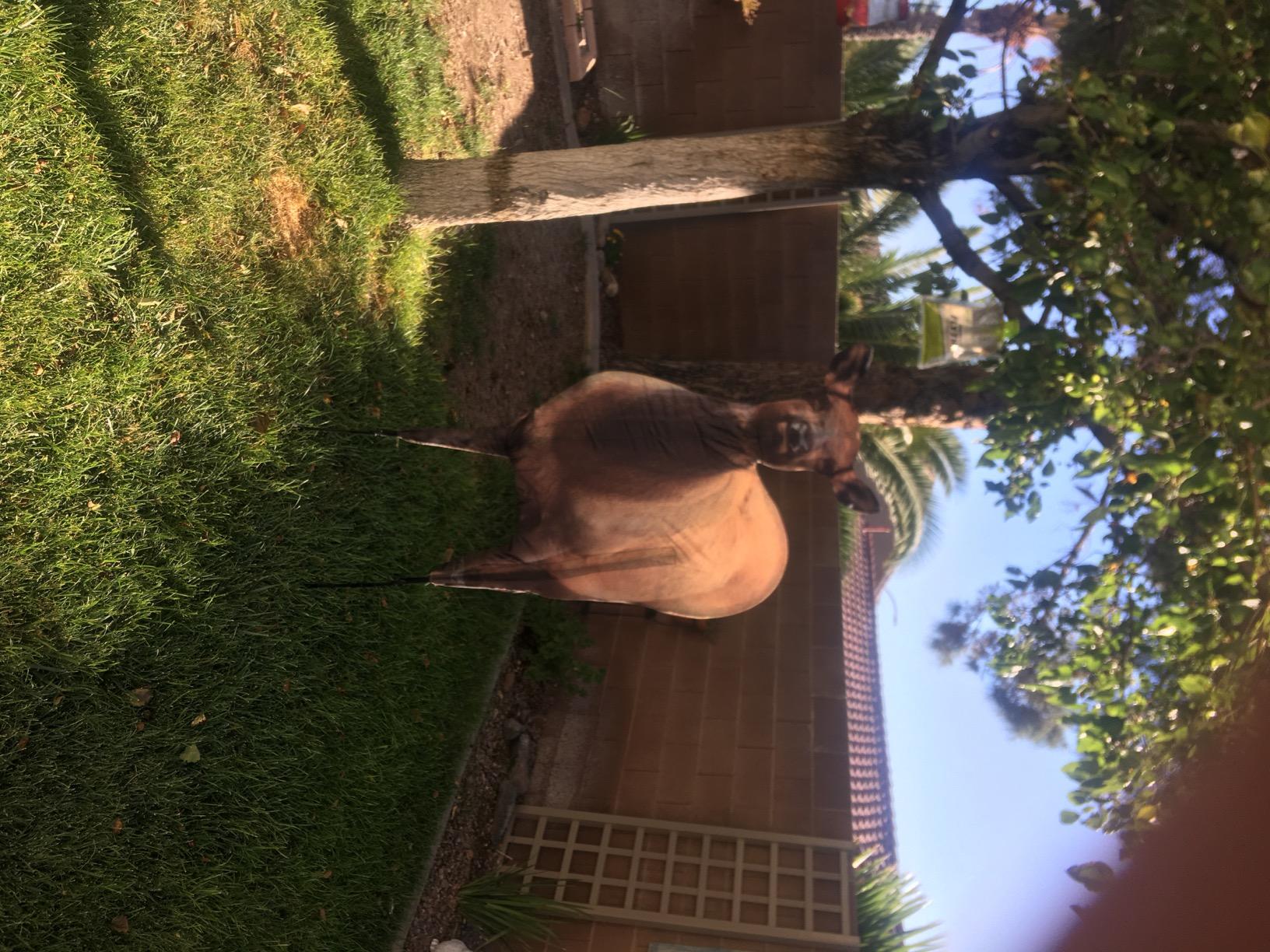 Montana Decoy Eichler Elk customer photo 1