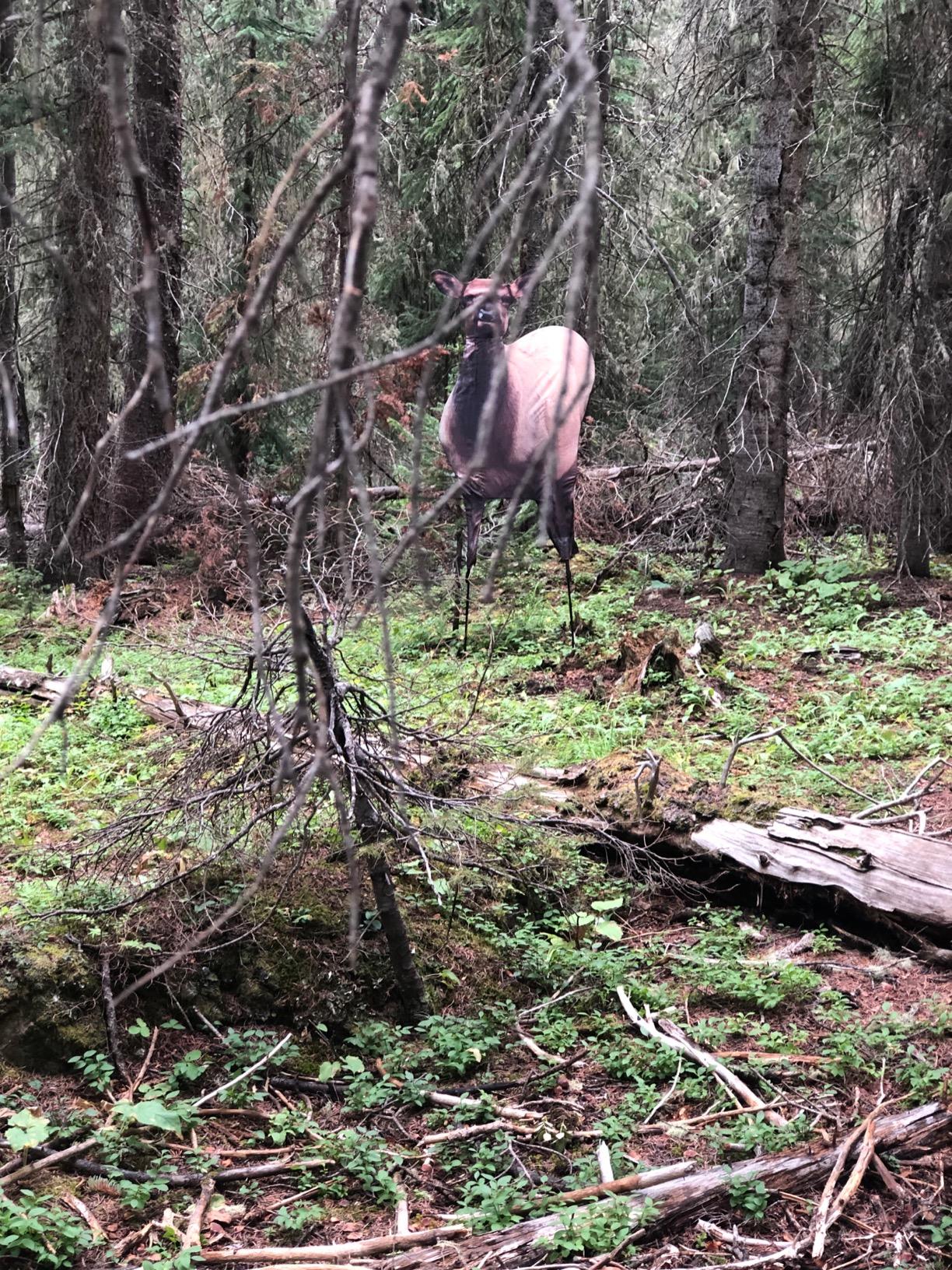 Montana Decoy Eichler Elk customer photo 2
