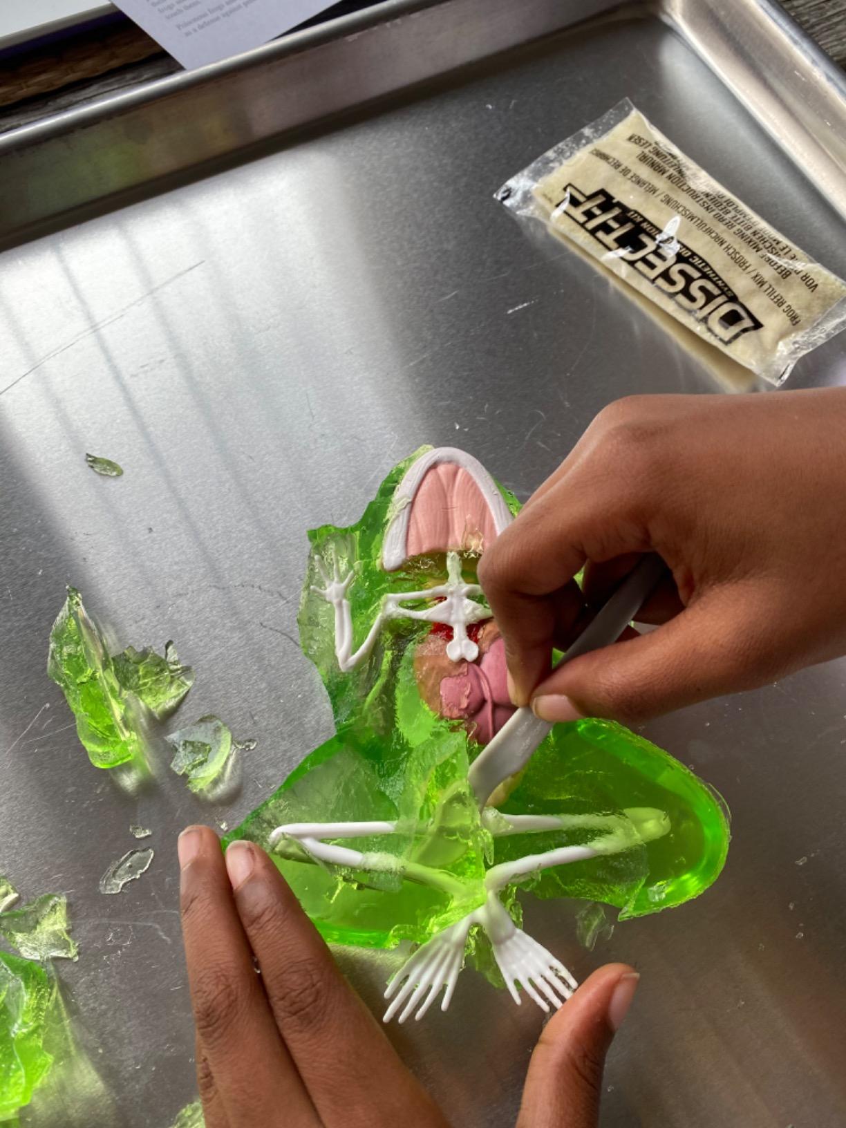 Discover-It Dissection Kit for Kids, Synthetic Butterfly Metamorphosis Science Lab Kit, STEM Science Toys for Kids Ages 5 and Above customer photo 1