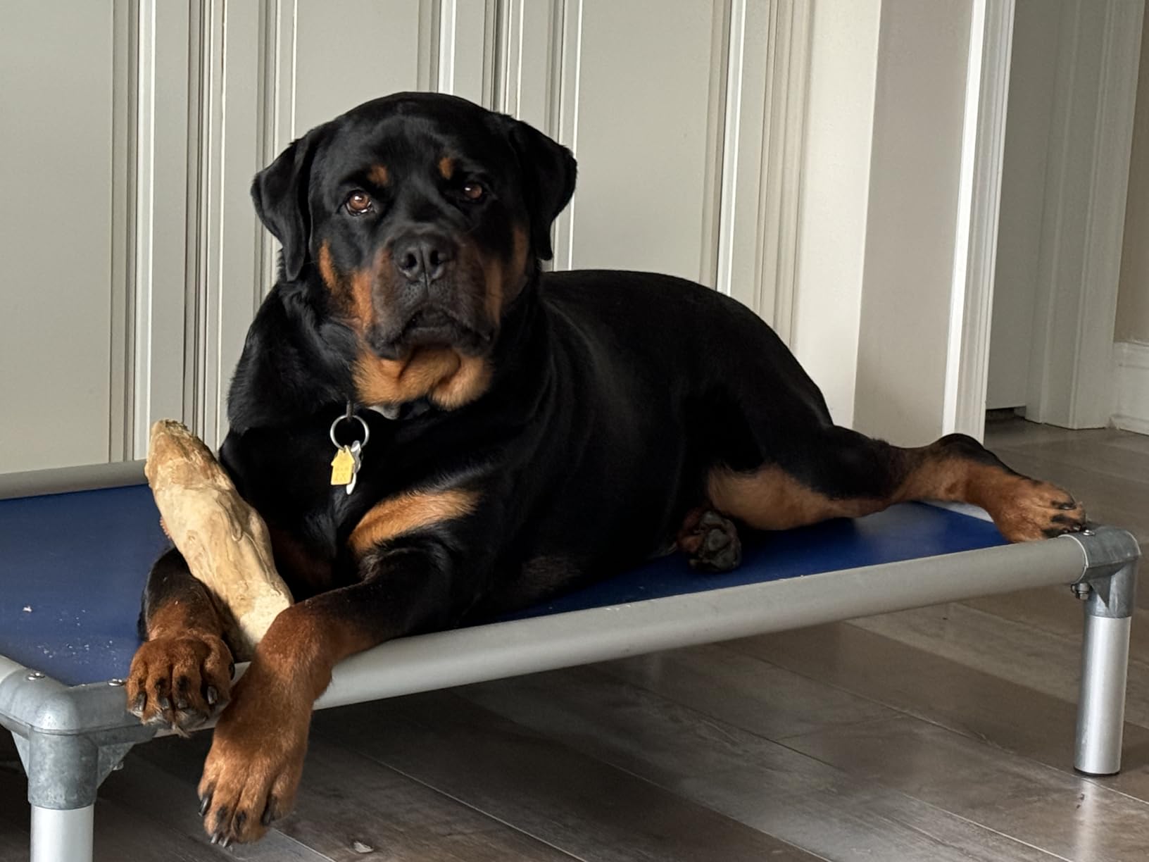Kuranda Chewproof Elevated Dog Bed - Silver Aluminum - 50