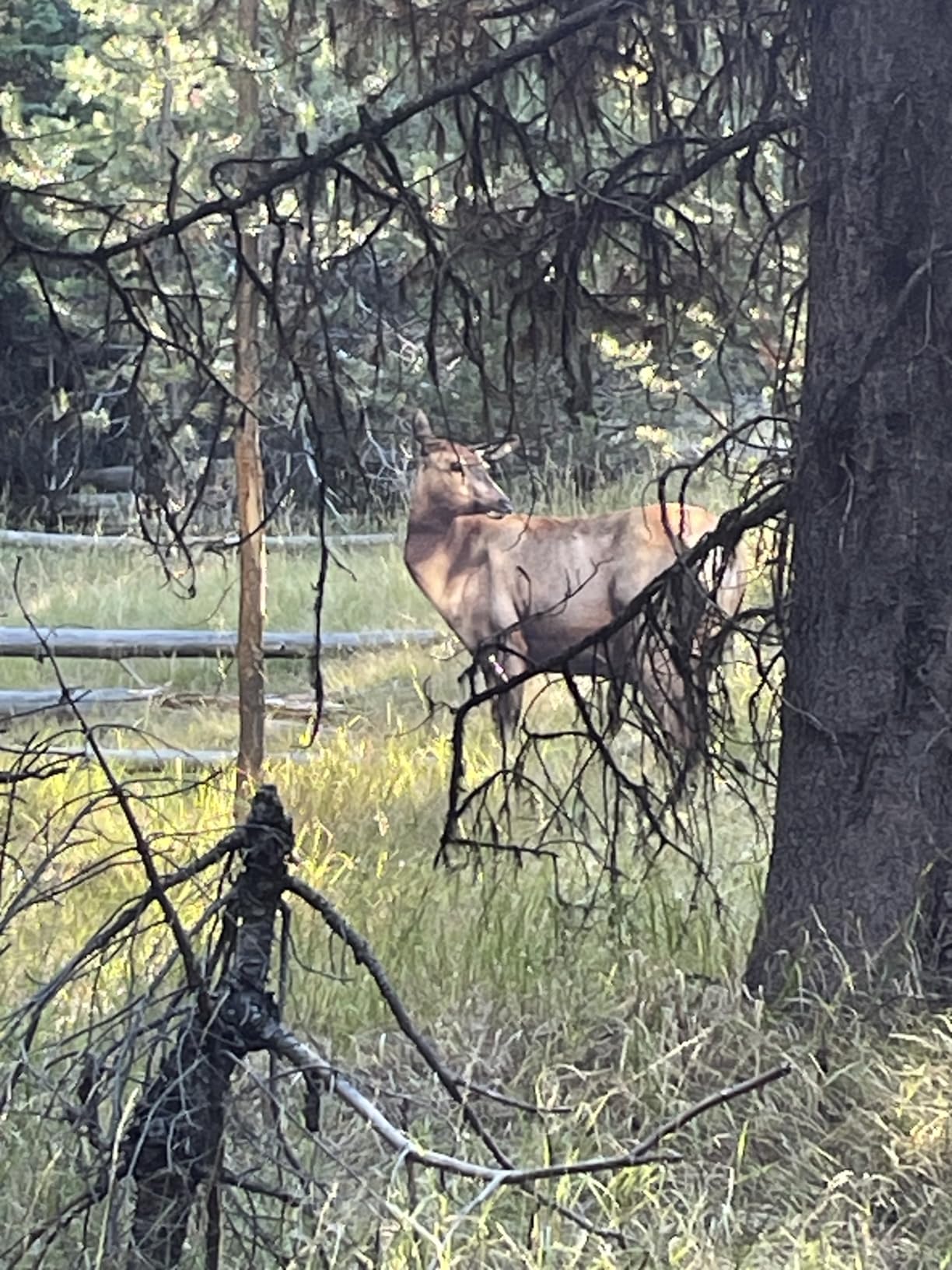 RMEF Cow Elk by Montana Decoy customer photo 1