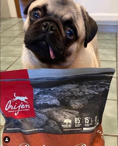 ORIJEN Grain Free High Protein Dry Dog Food Original Recipe, 4.5lb Bag customer photo 2