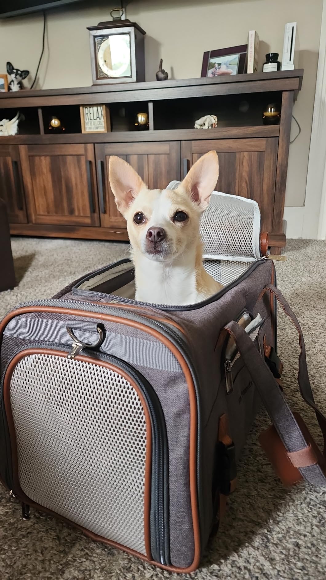 Mr. Peanut's Airline Approved Soft Sided Pet Carrier, Low Profile Gold Series Tote, Premium Brand Self Locking Zippers, Under Seat Compatibility, Plush Faux Fleece Bedding with a Sturdy Plywood Base customer photo 1