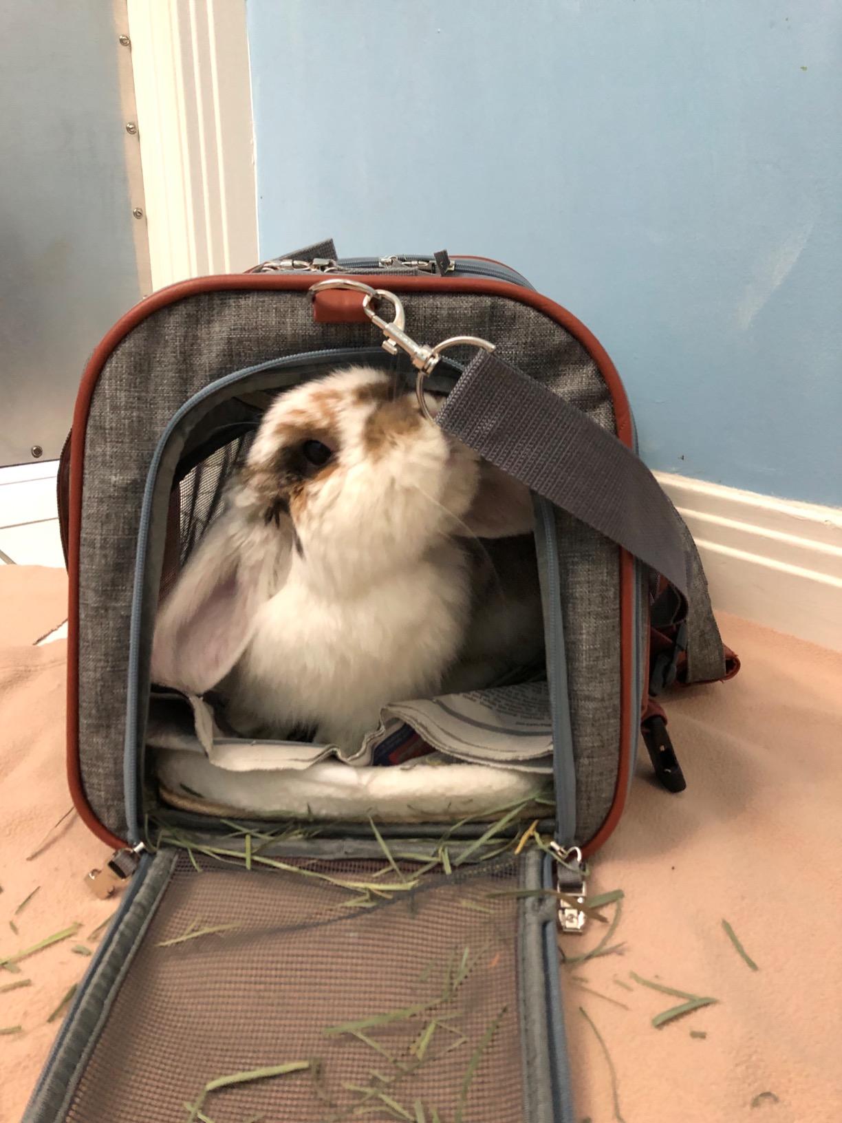 Mr. Peanut's Airline Approved Soft Sided Pet Carrier, Low Profile Gold Series Tote, Premium Brand Self Locking Zippers, Under Seat Compatibility, Plush Faux Fleece Bedding with a Sturdy Plywood Base customer photo 2
