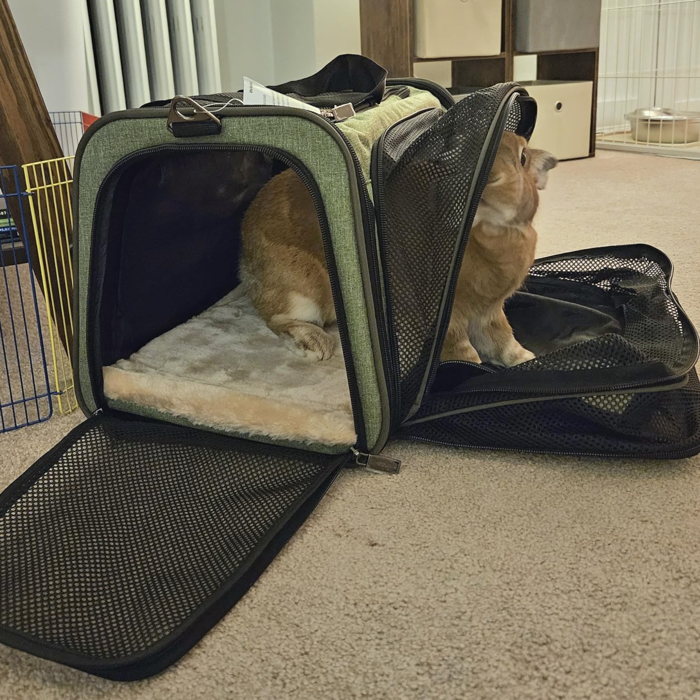 Petsfit Expandable Small Cat Carriers Dog Carrier, Airline Approved Soft-Sided Portable Washable Pet Travel Carrier with Two Extension Up to 9LB customer photo 1