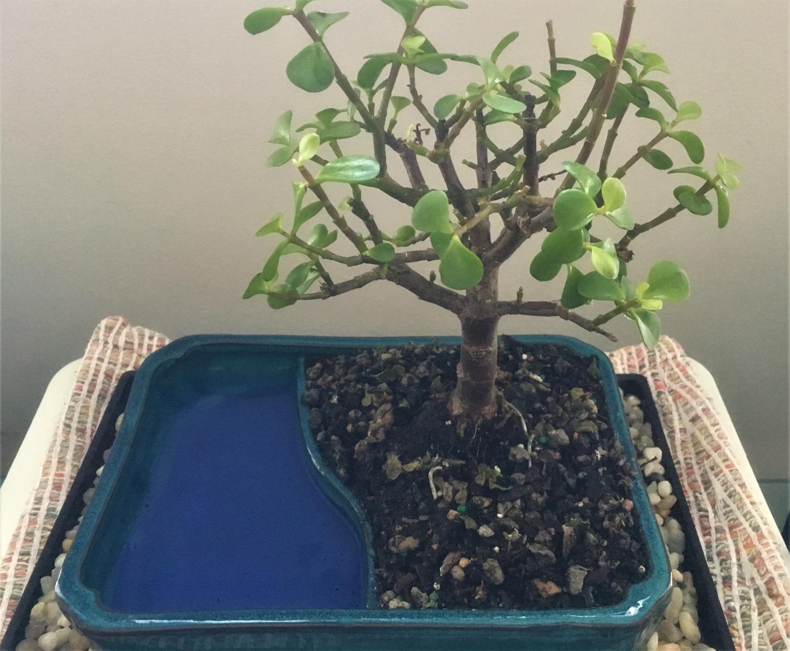 Bonsai Set 8 Pcs - Include Pruner, Fold Scissors, Mini Rake, Bud & Leaf Trimmer Set by ZELARMAN customer photo 1