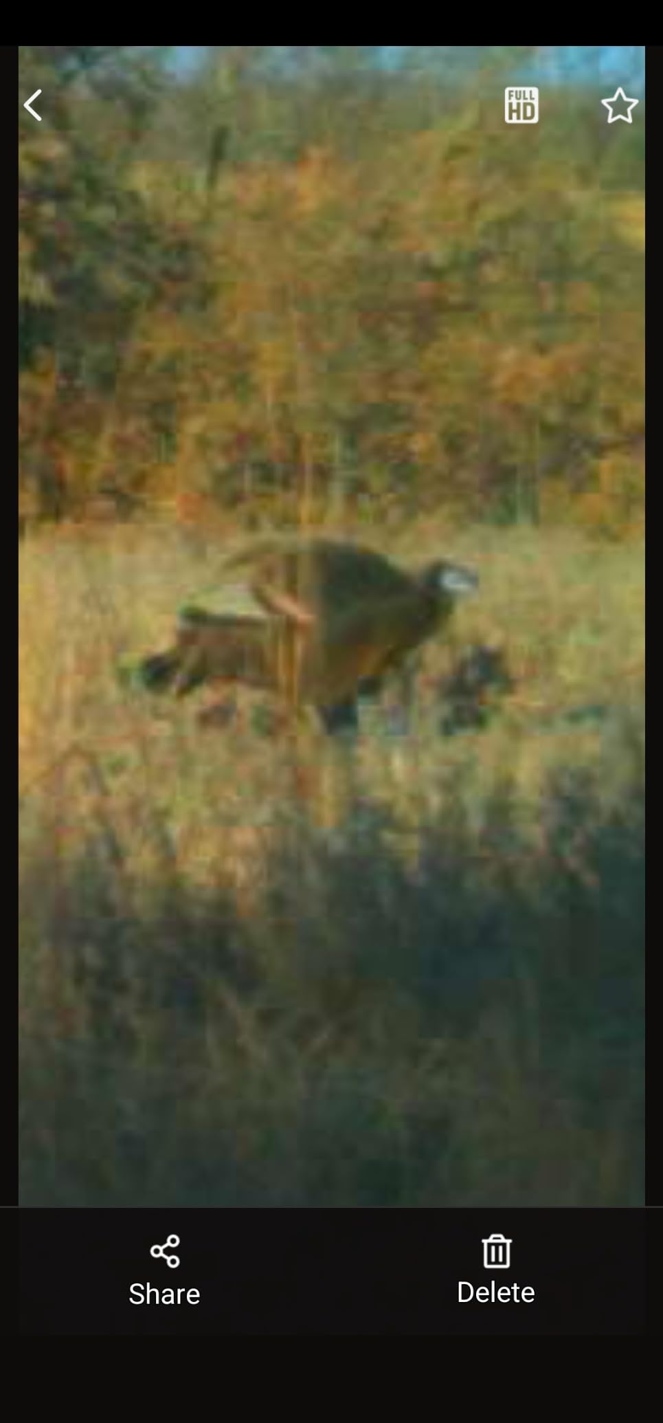 Avian X LCD 1/2 Strut Jake Turkey Decoy customer photo 2