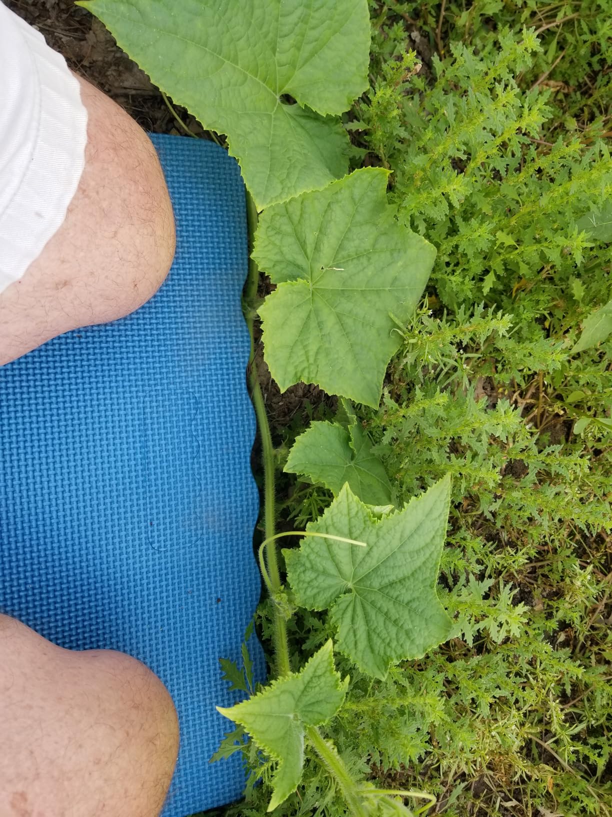 Thick Kneeling Pad, Garden Kneeler for Gardening, Bath Kneeler for Baby Bath, Kneeling Mat for Exercise & Yoga, Knee Pad for Work, Floor Foam Pad, Extra Large (XL) 18 x 11 x 1.5 Inches, Black customer photo 1