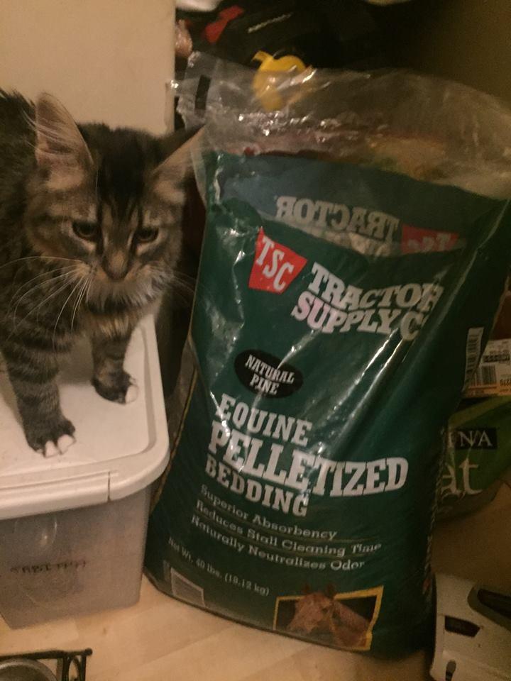 Arm & Hammer Large Sifting Litter Box Scoop Free Cat Litter Tray with Microban, Made in USA customer photo 2